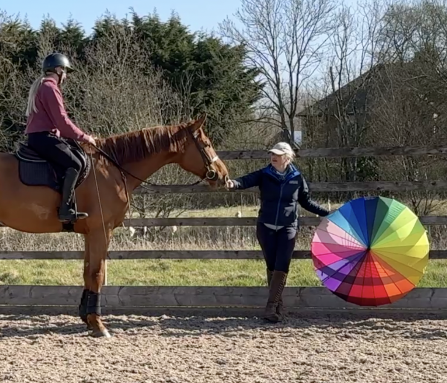 Lyla teaching a rider to introduce an umbrella to her chestnut horse