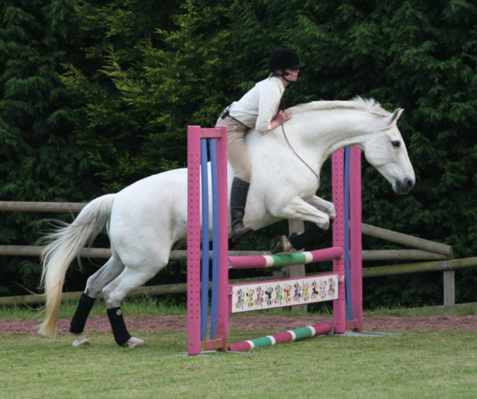 Grey horse Arielle jumping a fence ridden without a bridle