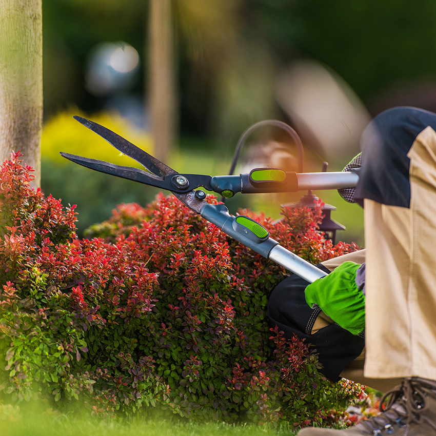 Plant bed maintenance in Beaverton Oregon