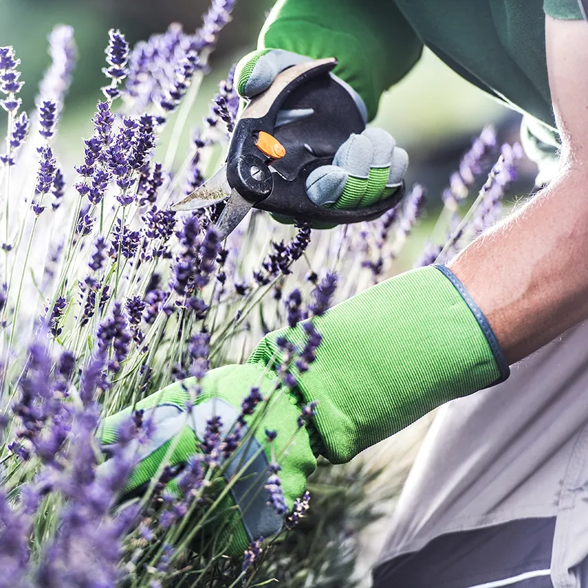 Seasonal landscape cleanup in Beaverton Oregon