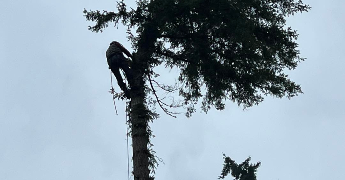 Emergency Tree Service