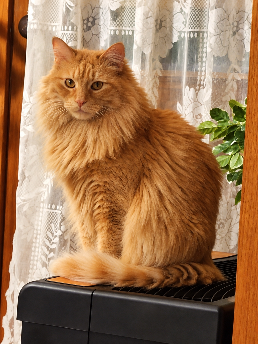 Real photograph of Jasper, the orange cat whose diabetes journey inspired this website
