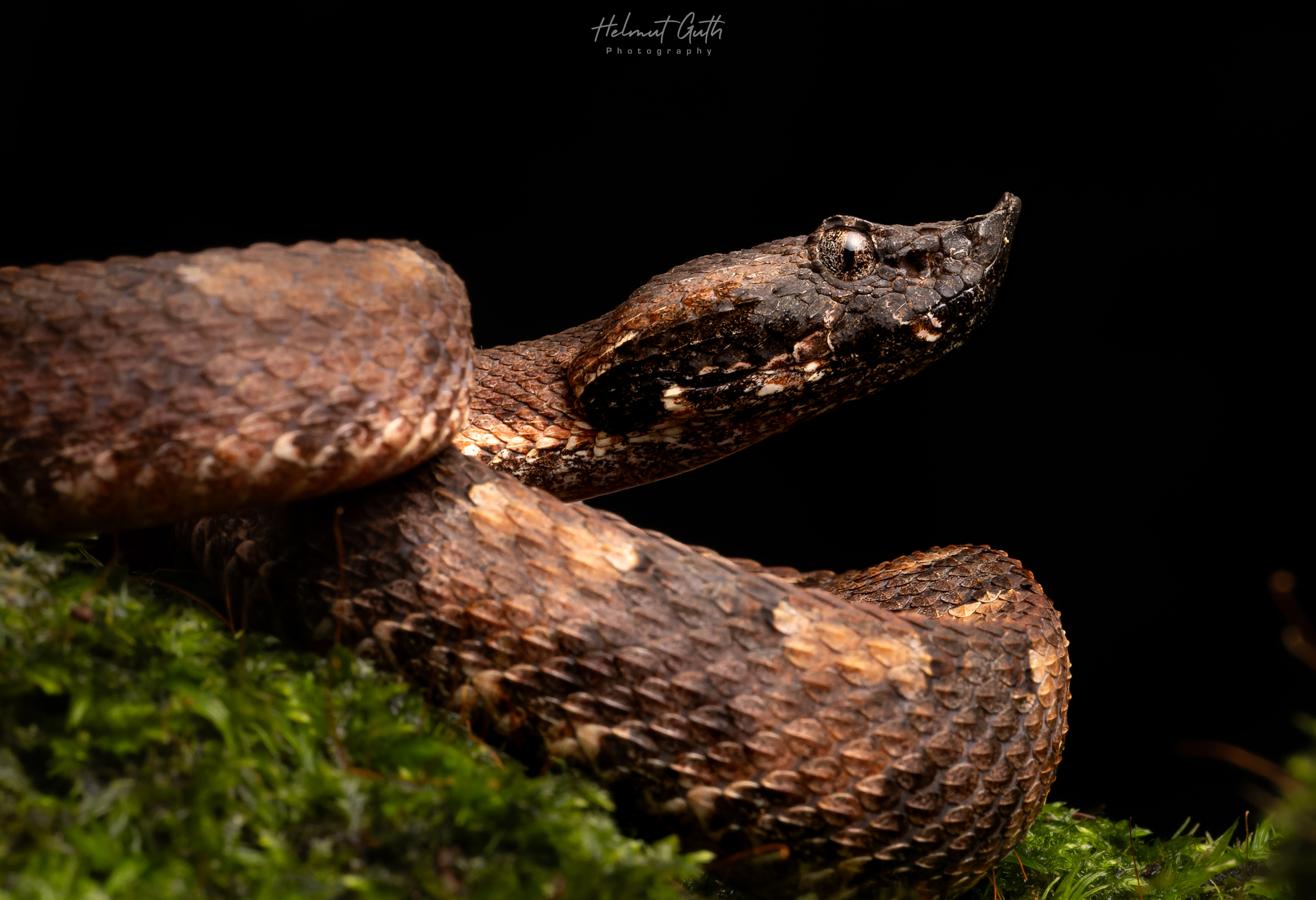 Snake on moss during a night macro session