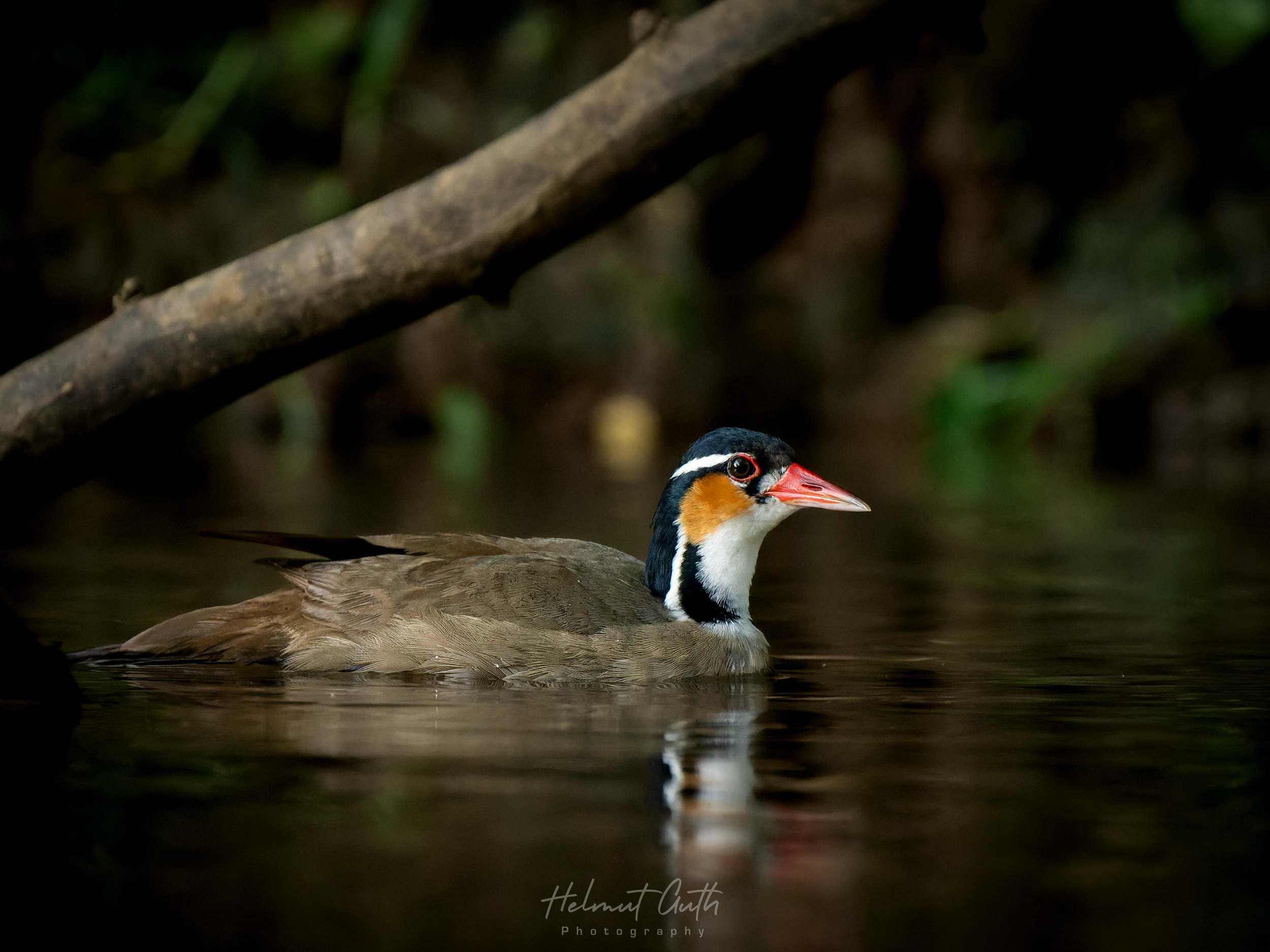 Wildlife photographed from the private boat in Caño Negro