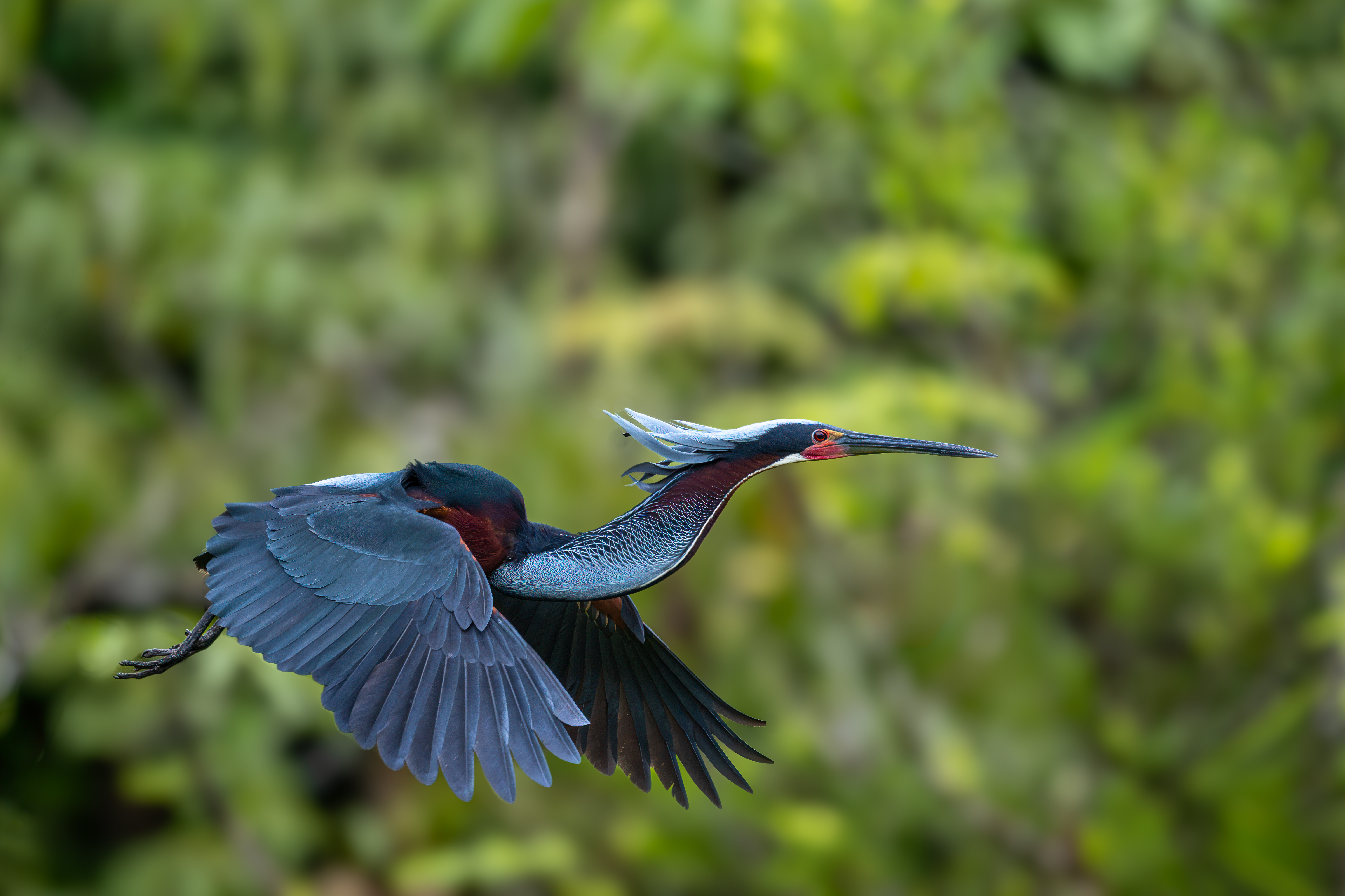 Agami Heron in flight at the rookery