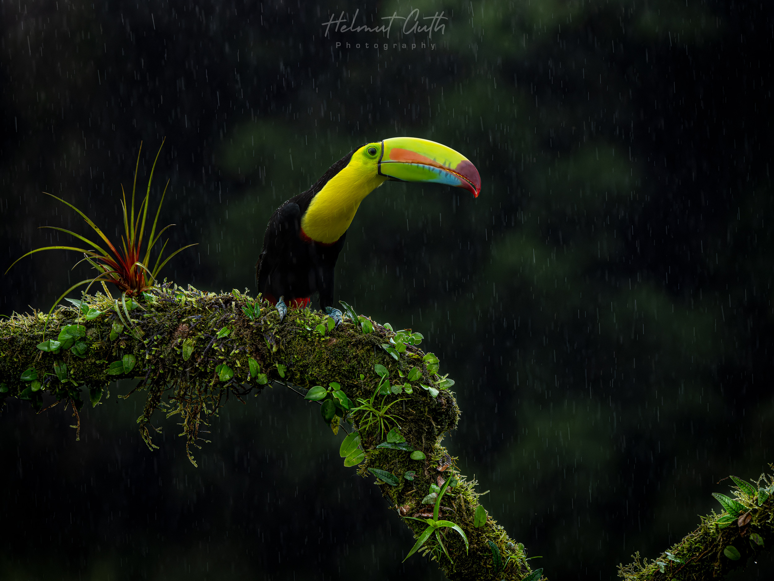 Keel-billed Toucan photographed on the workshop