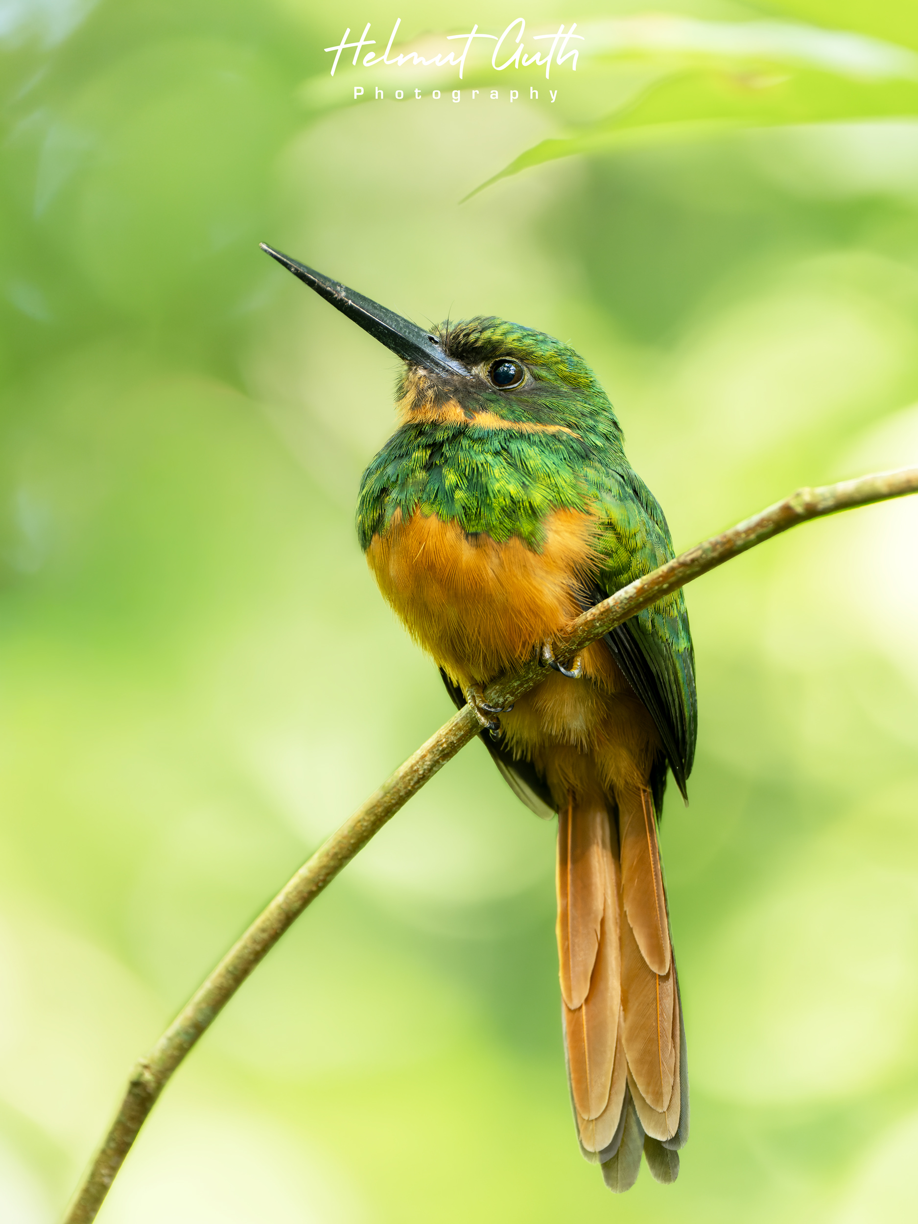 Rufous-tailed Jacamar photographed on the workshop