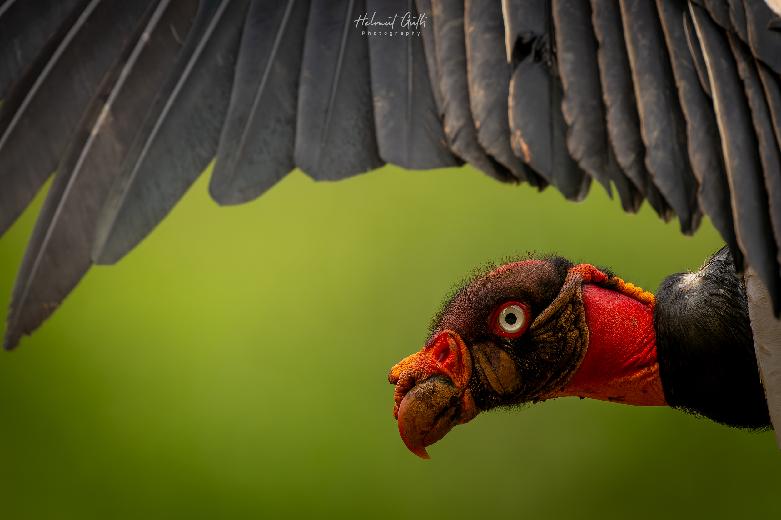 King Vulture photographed on the workshop