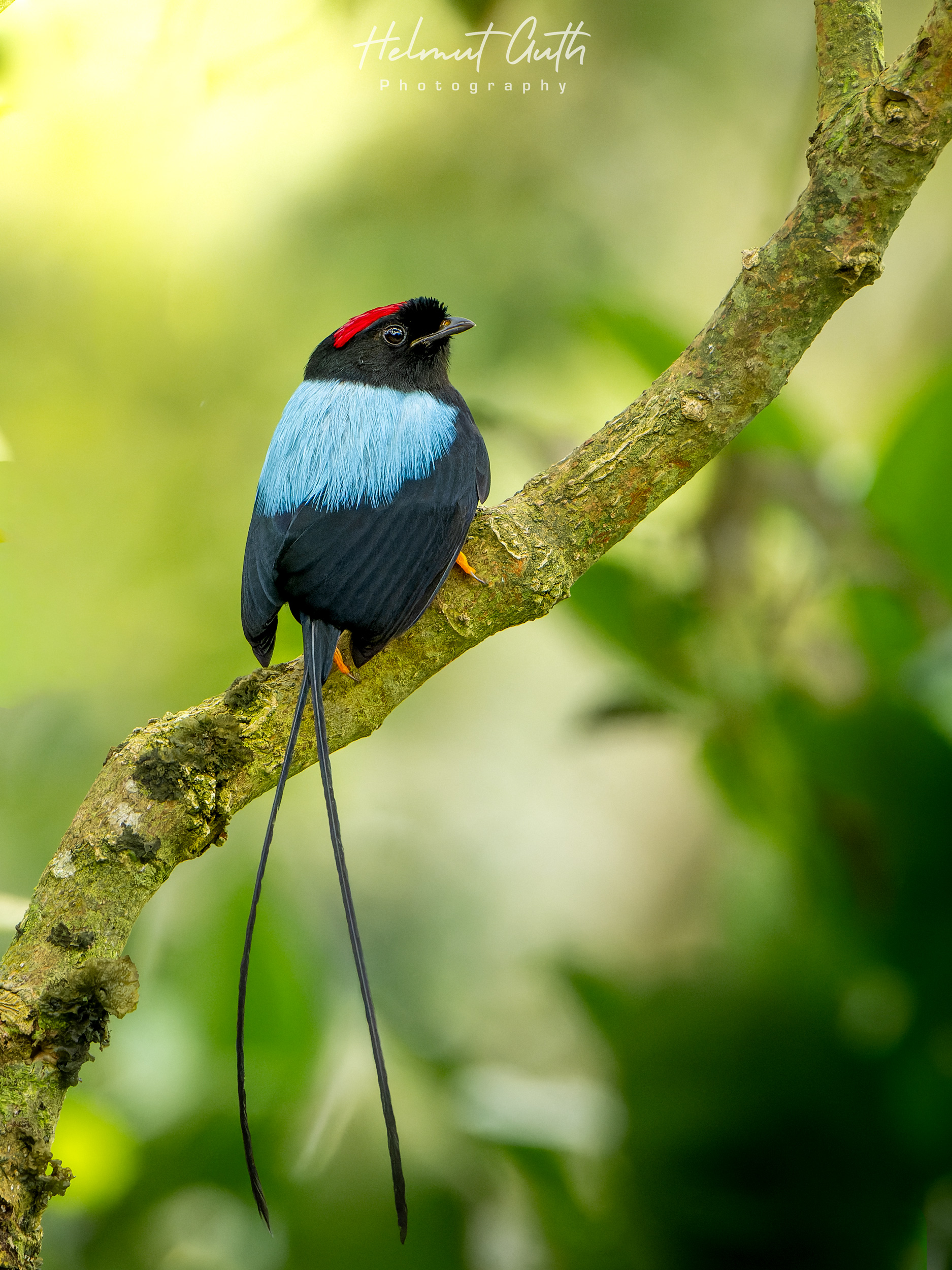 Long-tailed Manakin photographed on the workshop