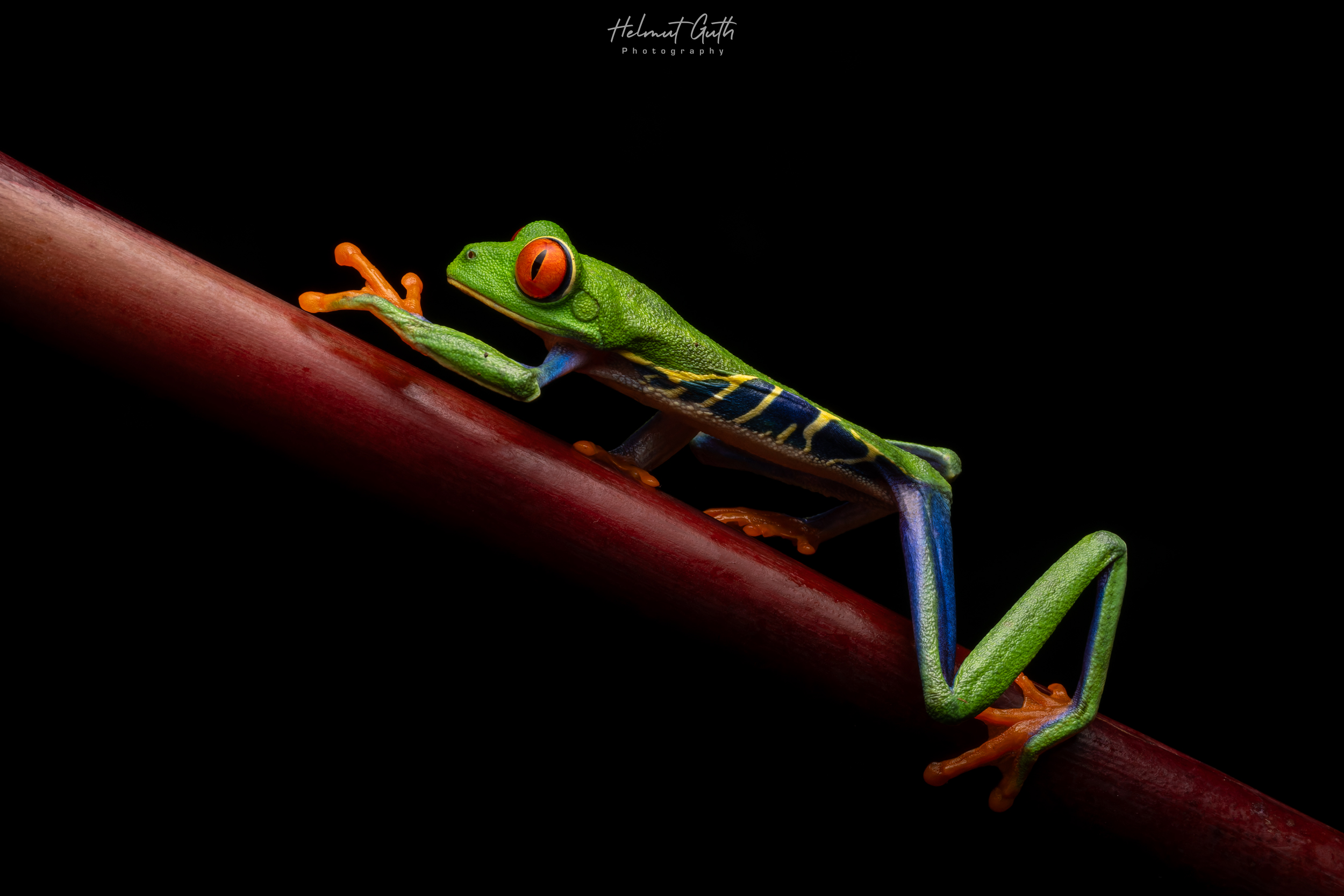 Red-eyed Tree Frog photographed on the workshop