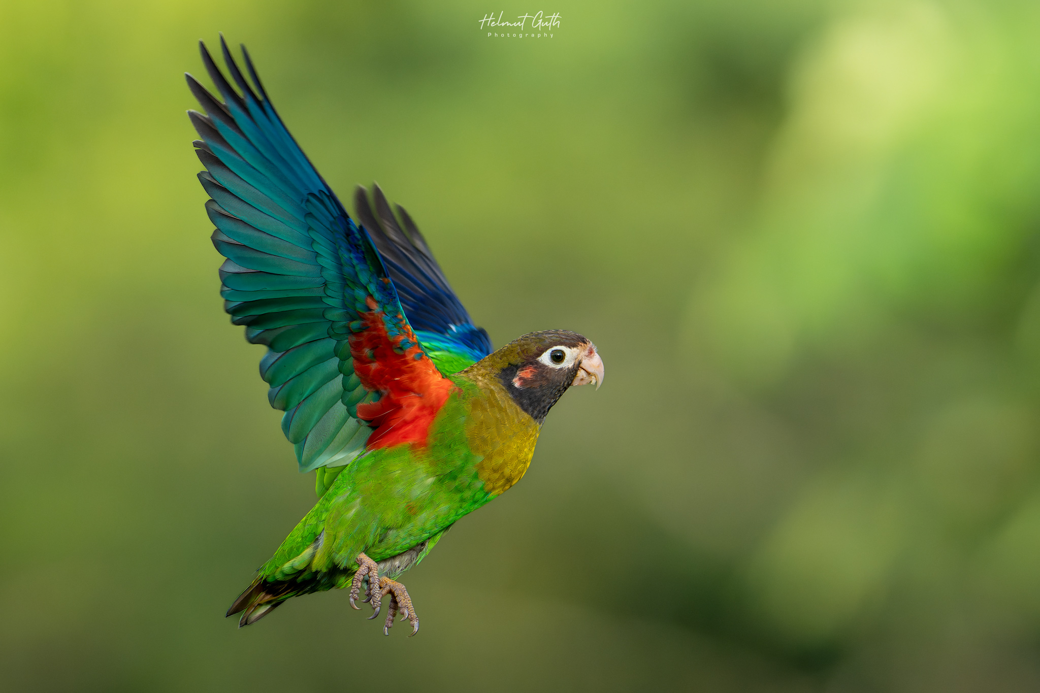 Brown-hooded Parrot photographed on the workshop