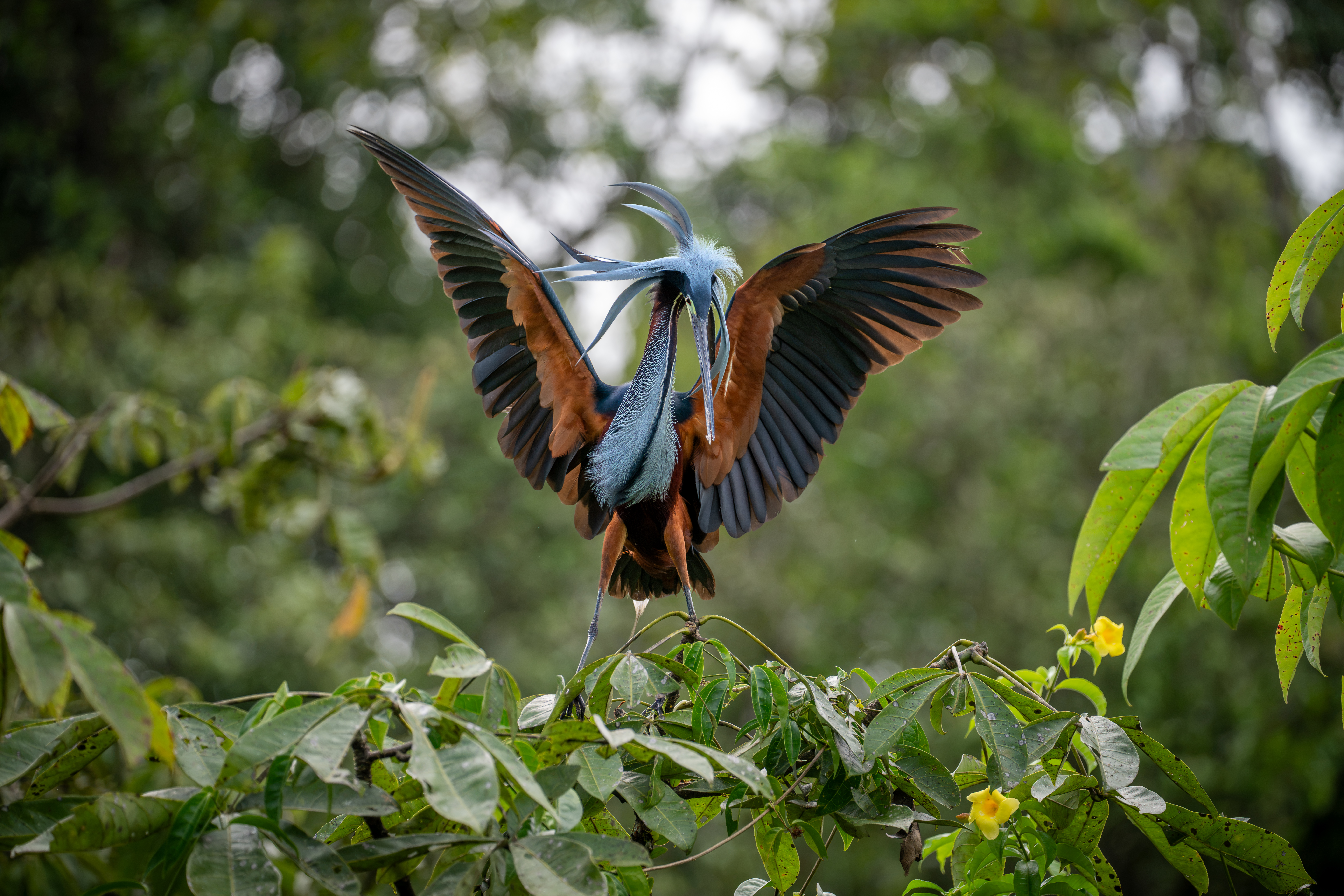 Agami Heron at the rookery