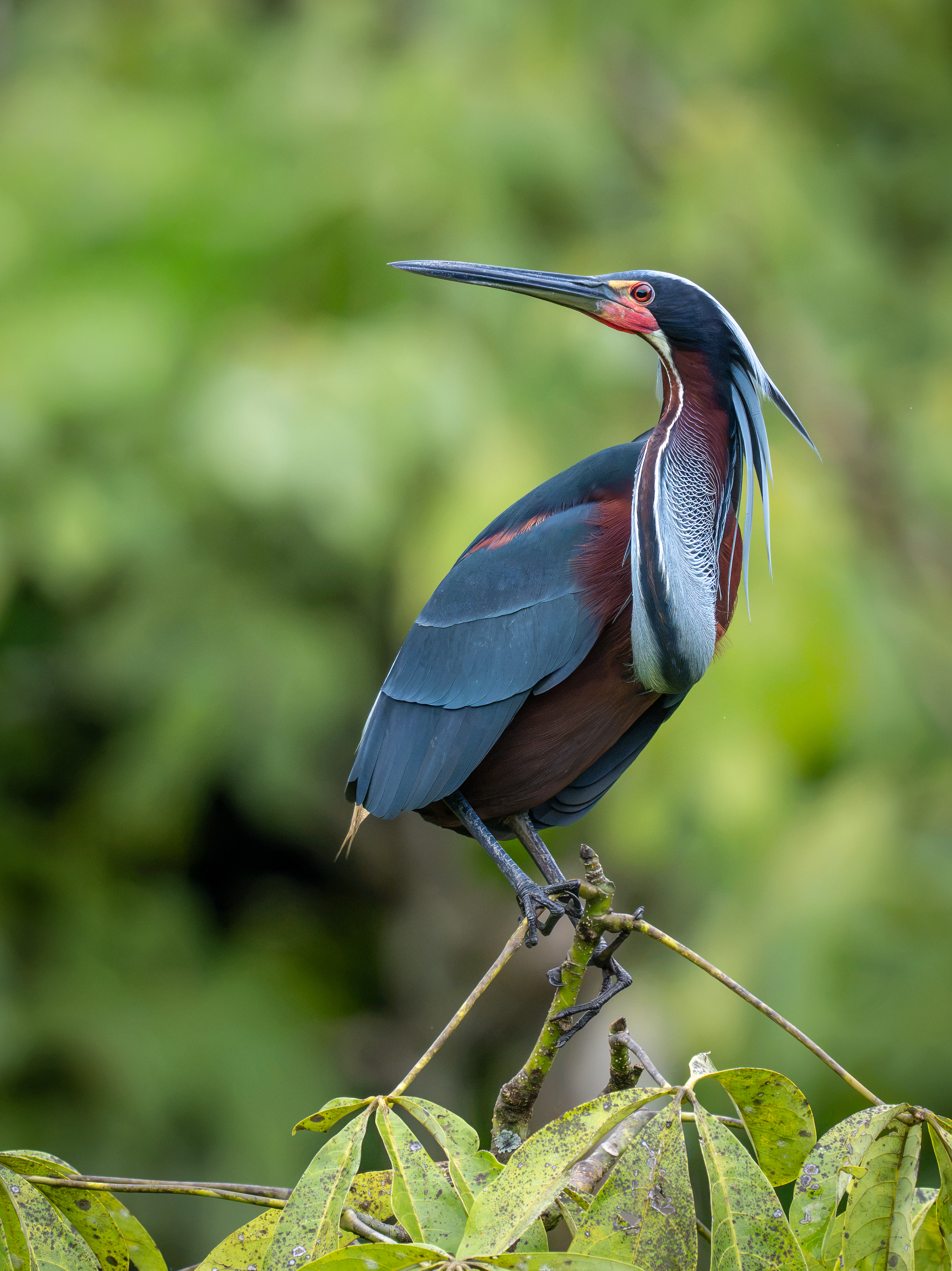 Agami Heron at the rookery
