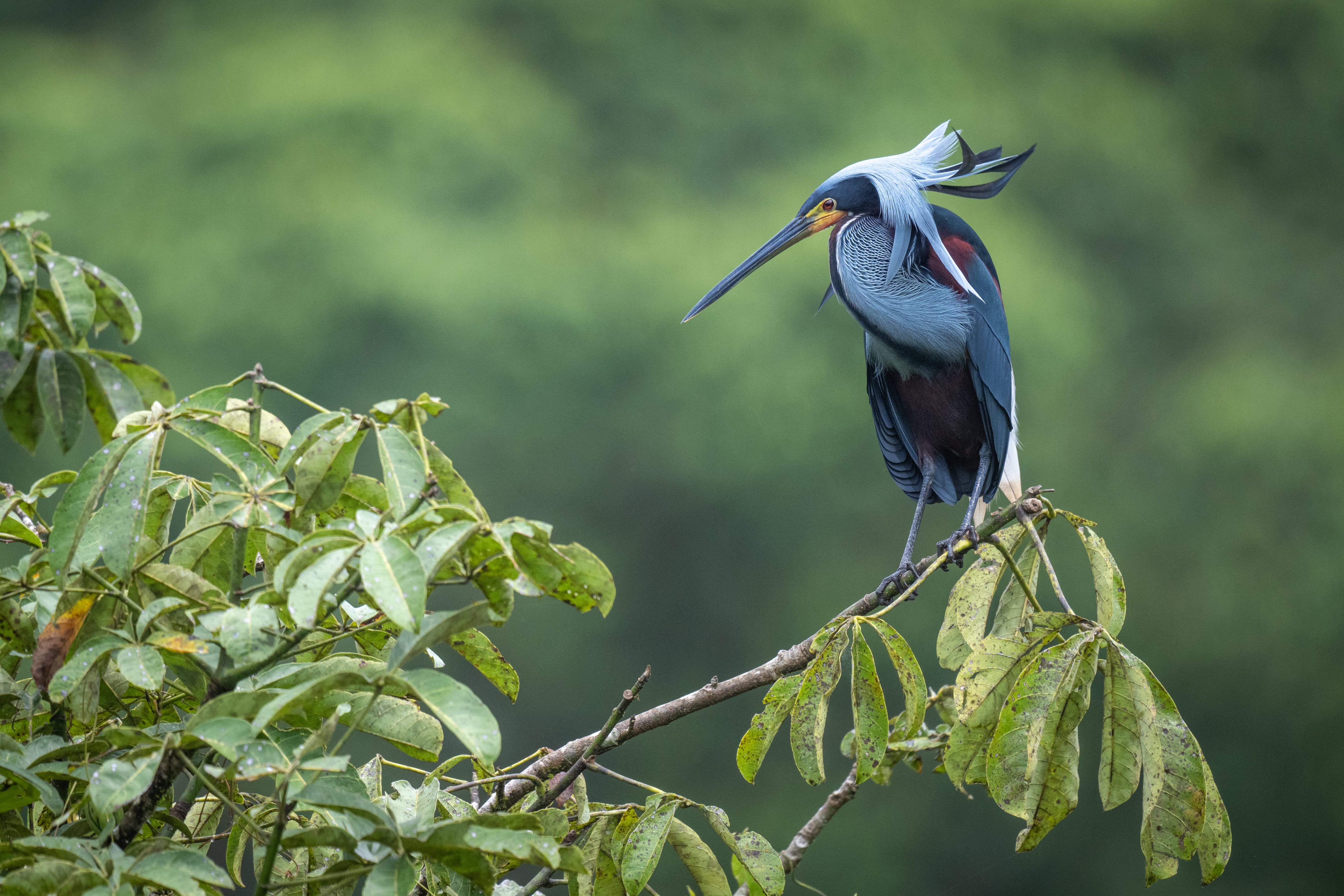 Agami Heron at the rookery