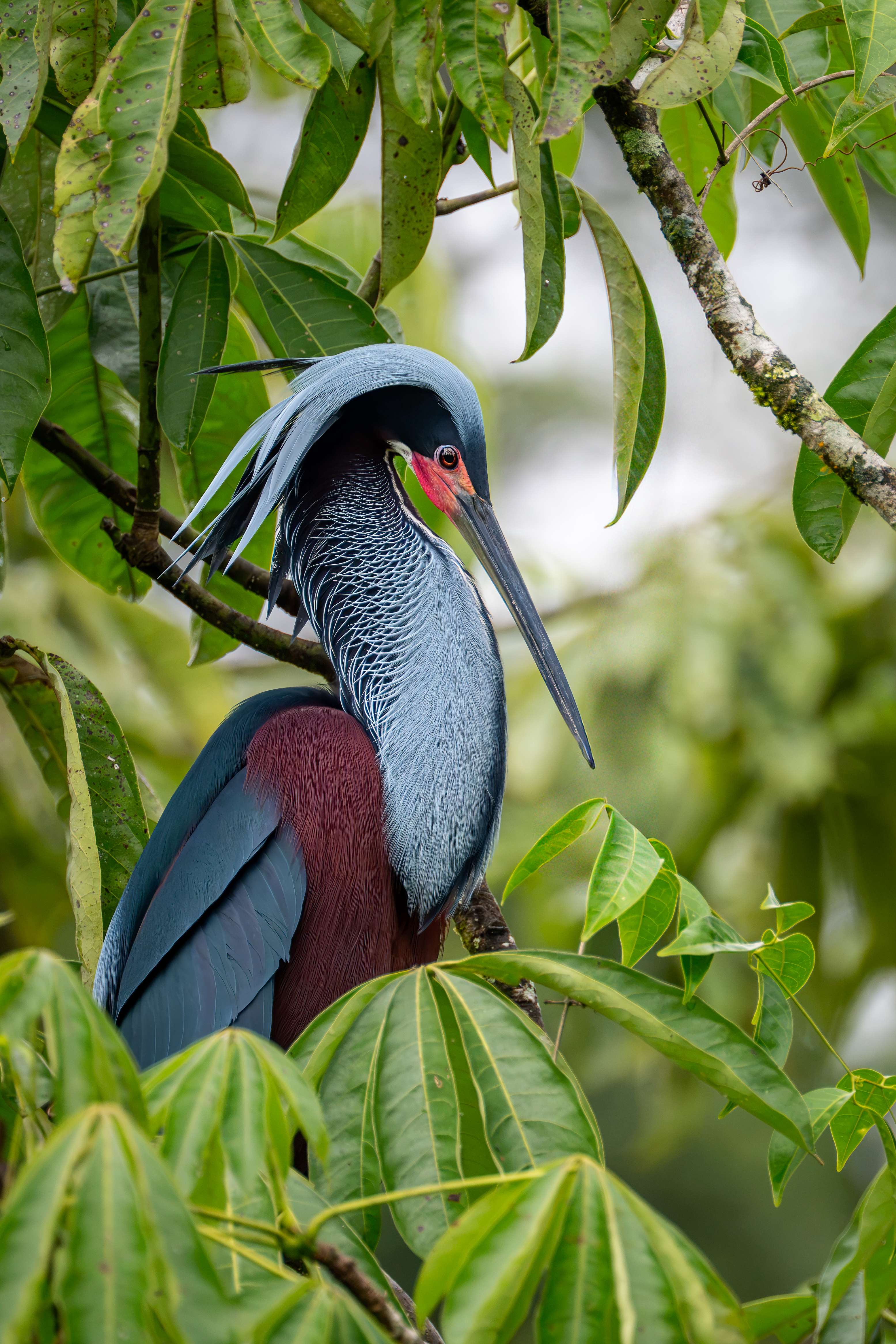 Agami Heron at the rookery