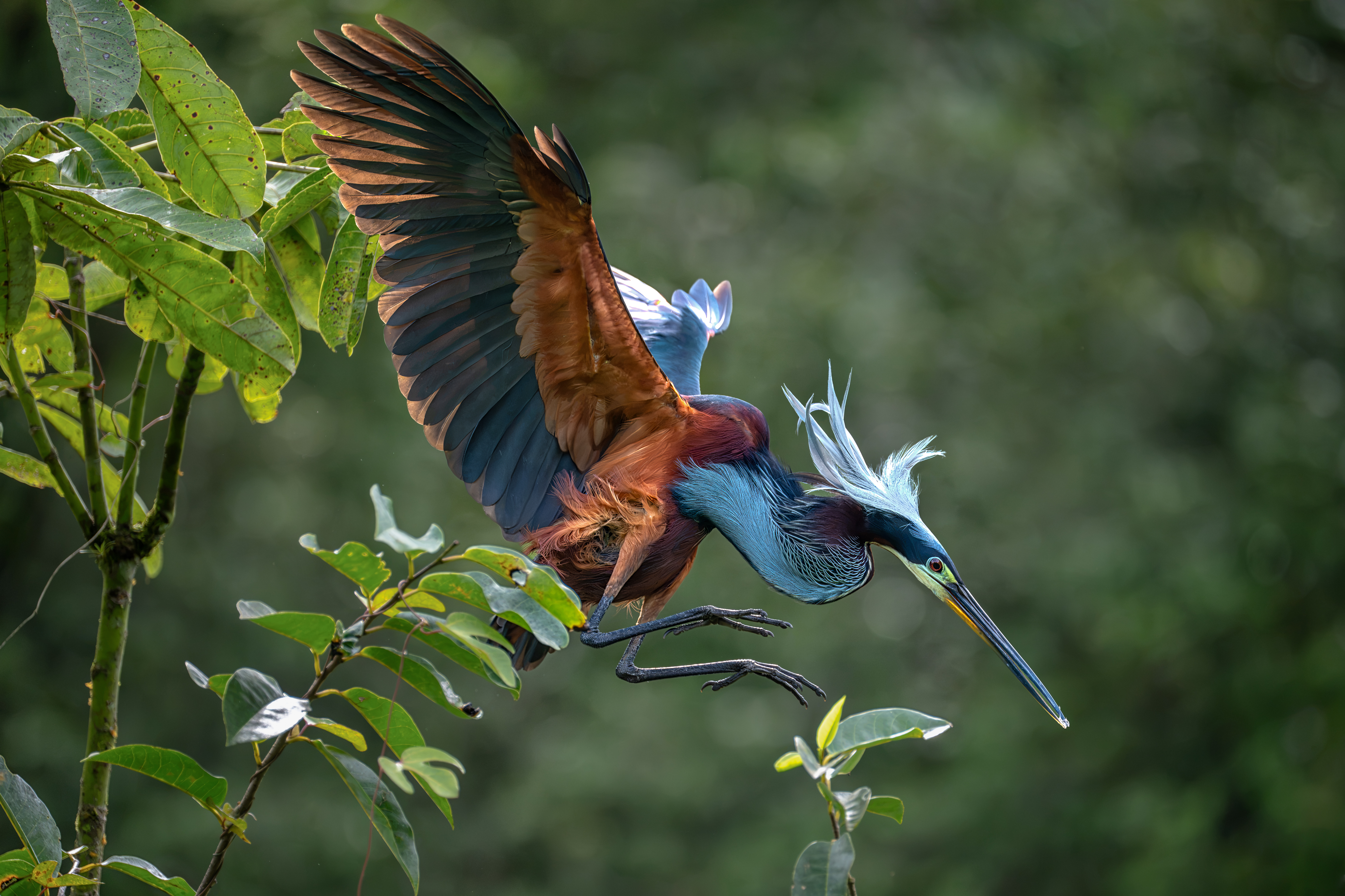 Agami Heron at the rookery