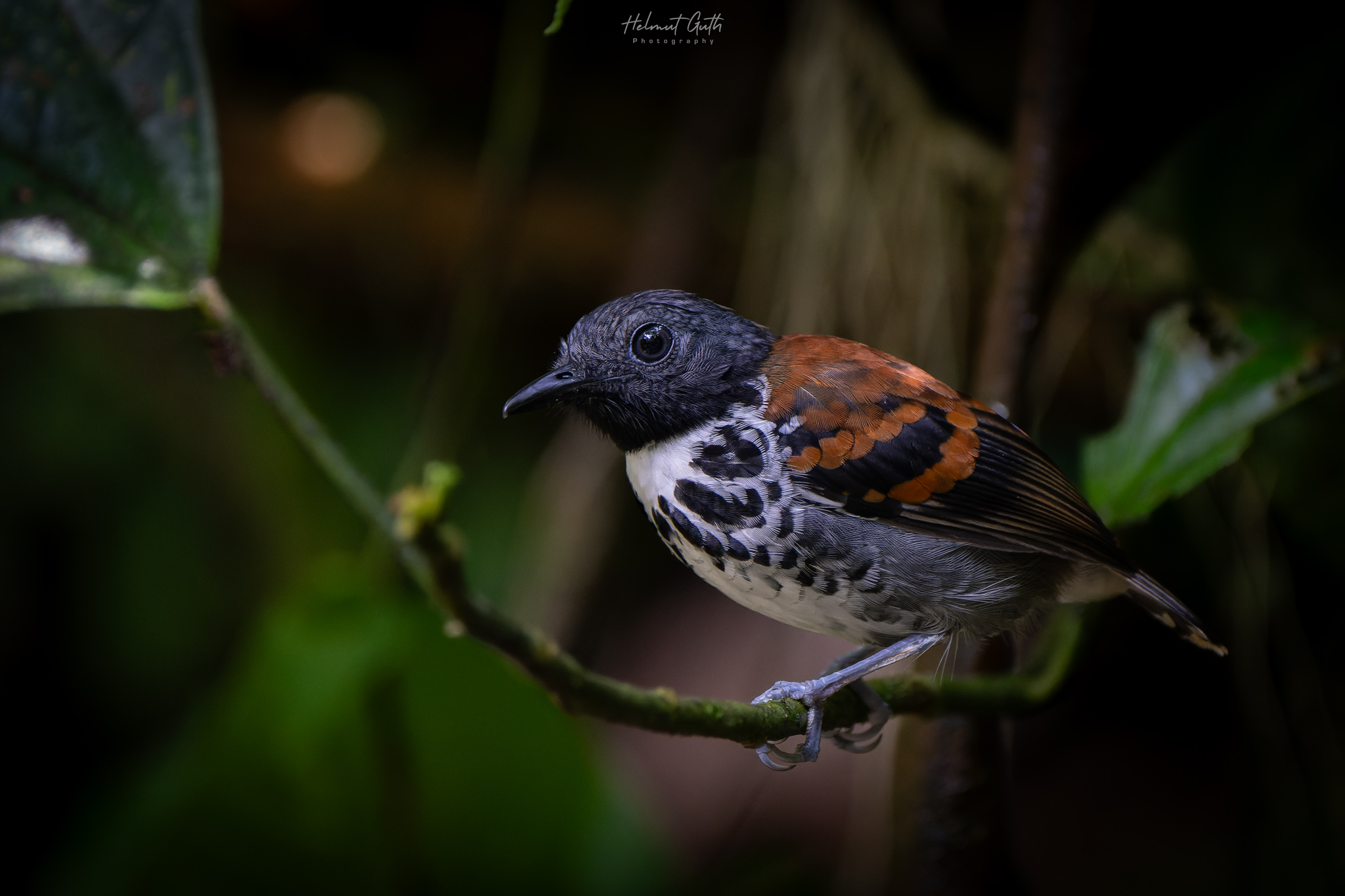 Wildlife photographed on the workshop
