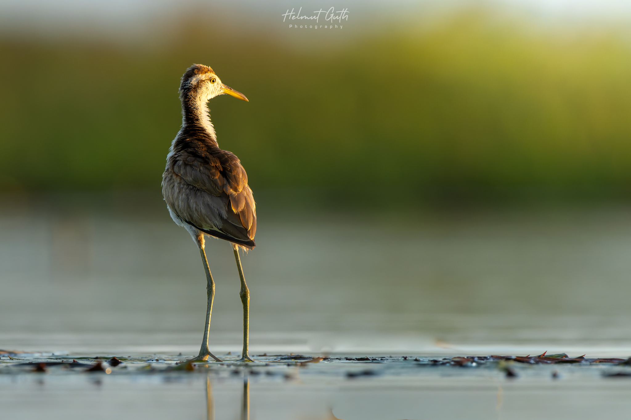 Wildlife photographed on the workshop