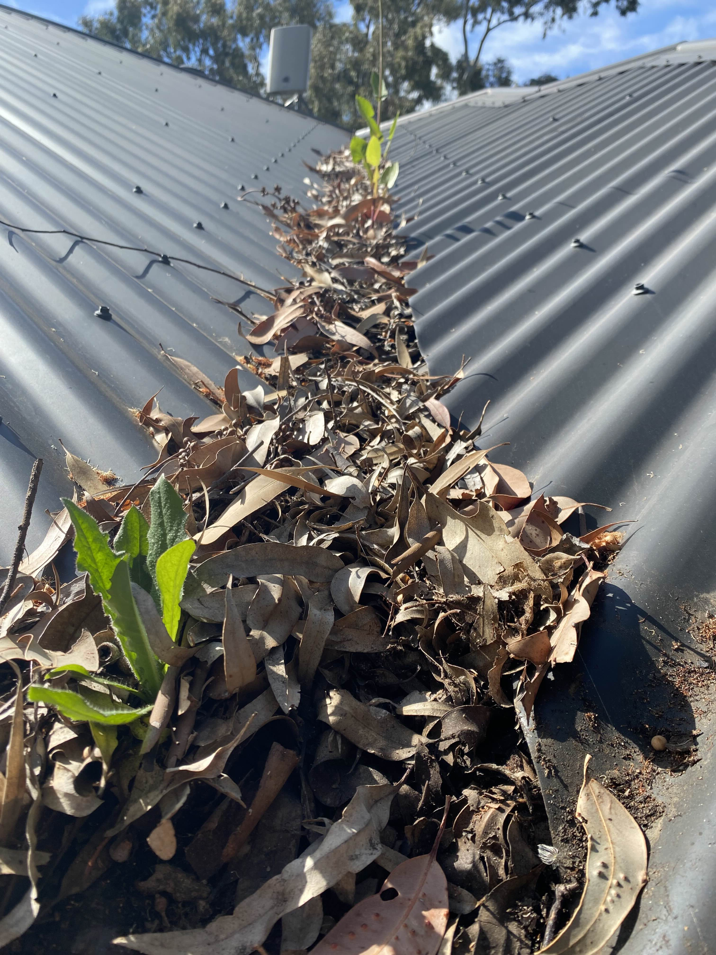 A blocked Perth gutter packed with leaves and weeds