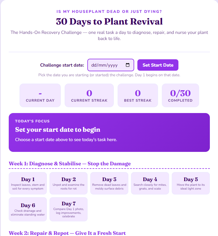 30 Days to Plant Revival guided product preview