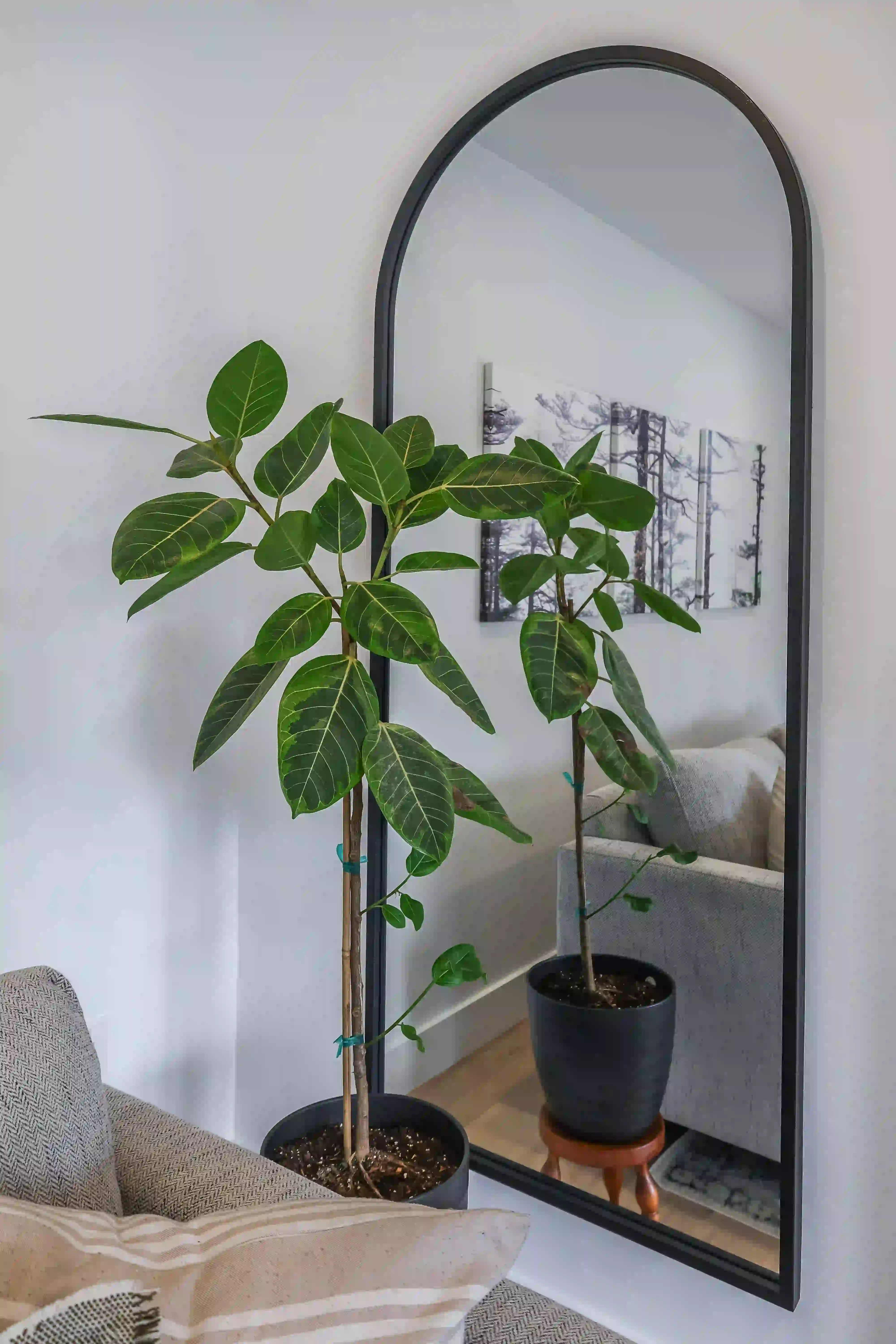 Living room mirror and plant detail