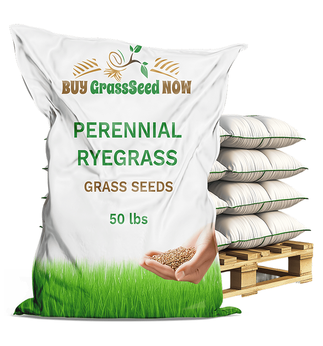 chipmate perennial ryegrass mixture