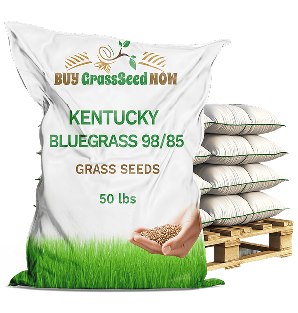 kentucky bluegrass 98/85