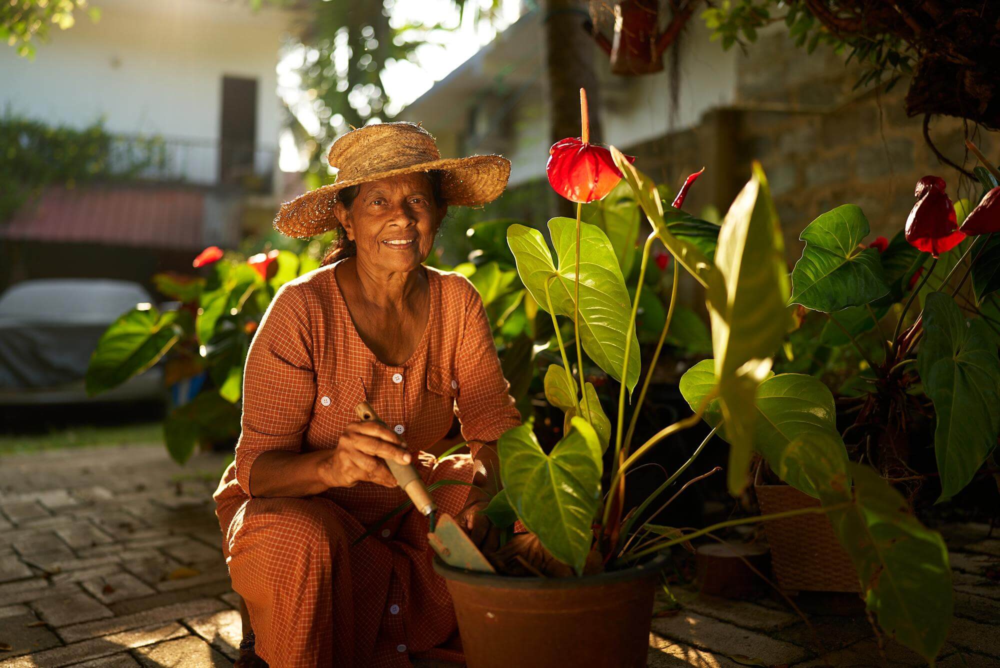 Senior South Asian woman in a straw hat tending potted anthurium plants in a sunlit courtyard