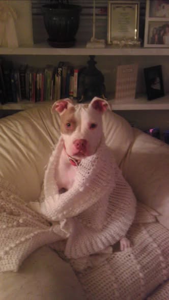 Zeeba wrapped in a knit blanket on the couch