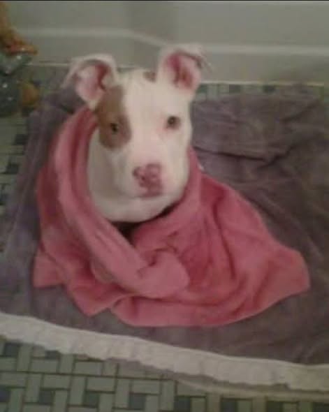 Zeeba as a puppy, wrapped in a pink towel