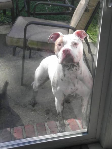 Zeeba grown up, standing at a glass patio door