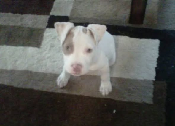 Zeeba, a white pitbull puppy, sitting on a rug