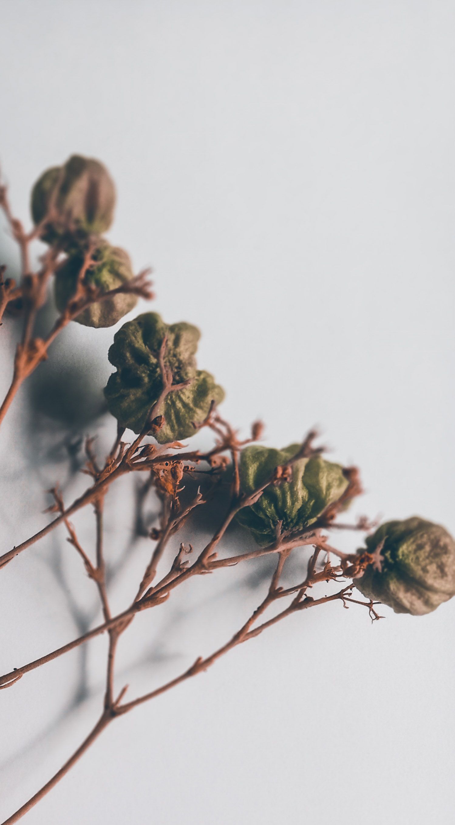 Natural botanical wellness products