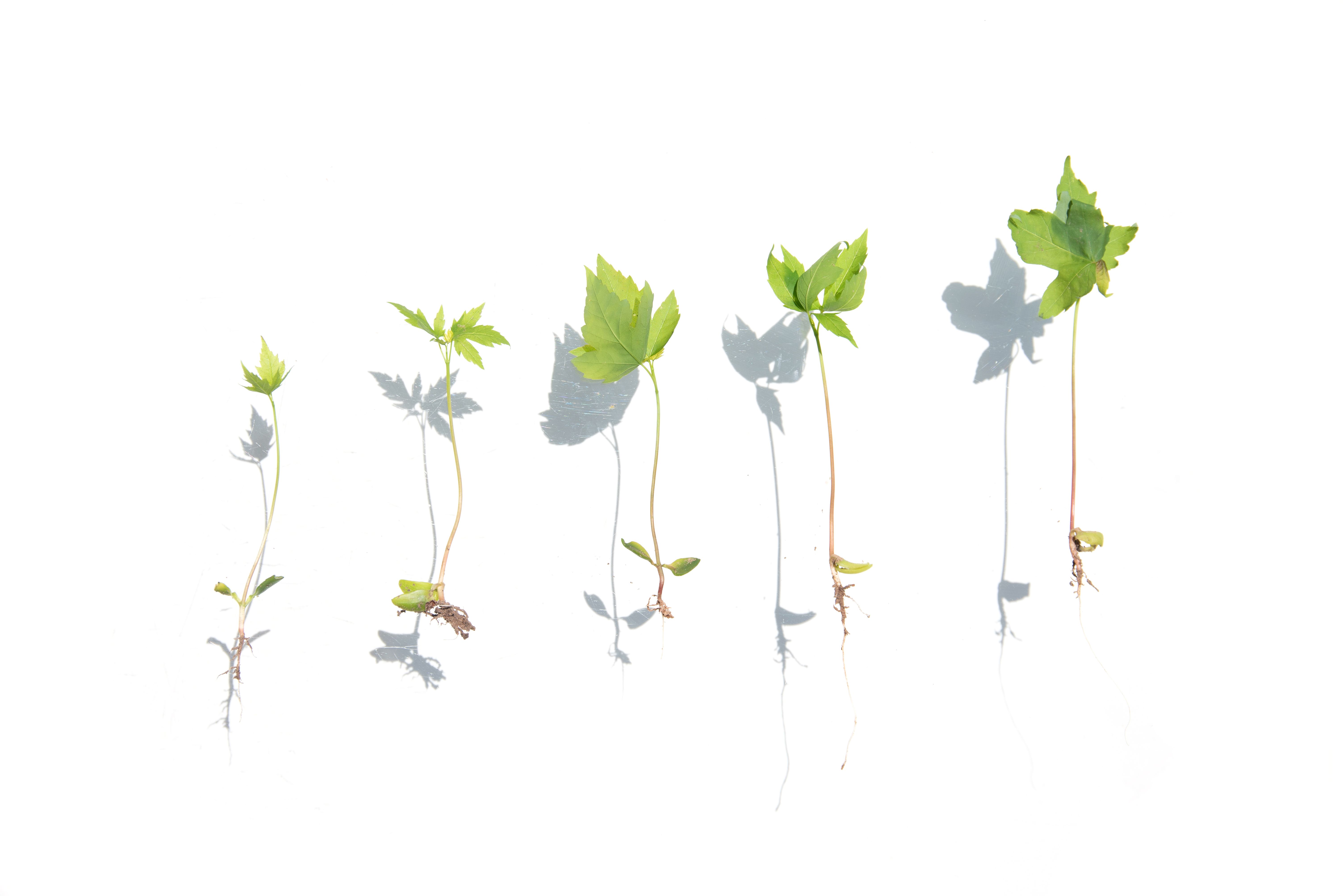 Green botanical leaves background