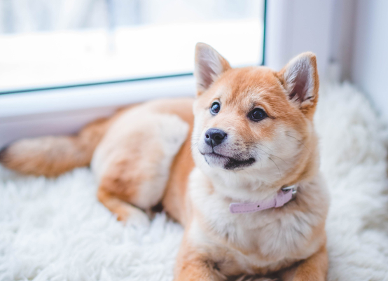 petcare