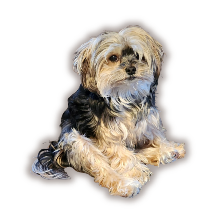 Lord Byron, the shop dog, a small long-haired dog