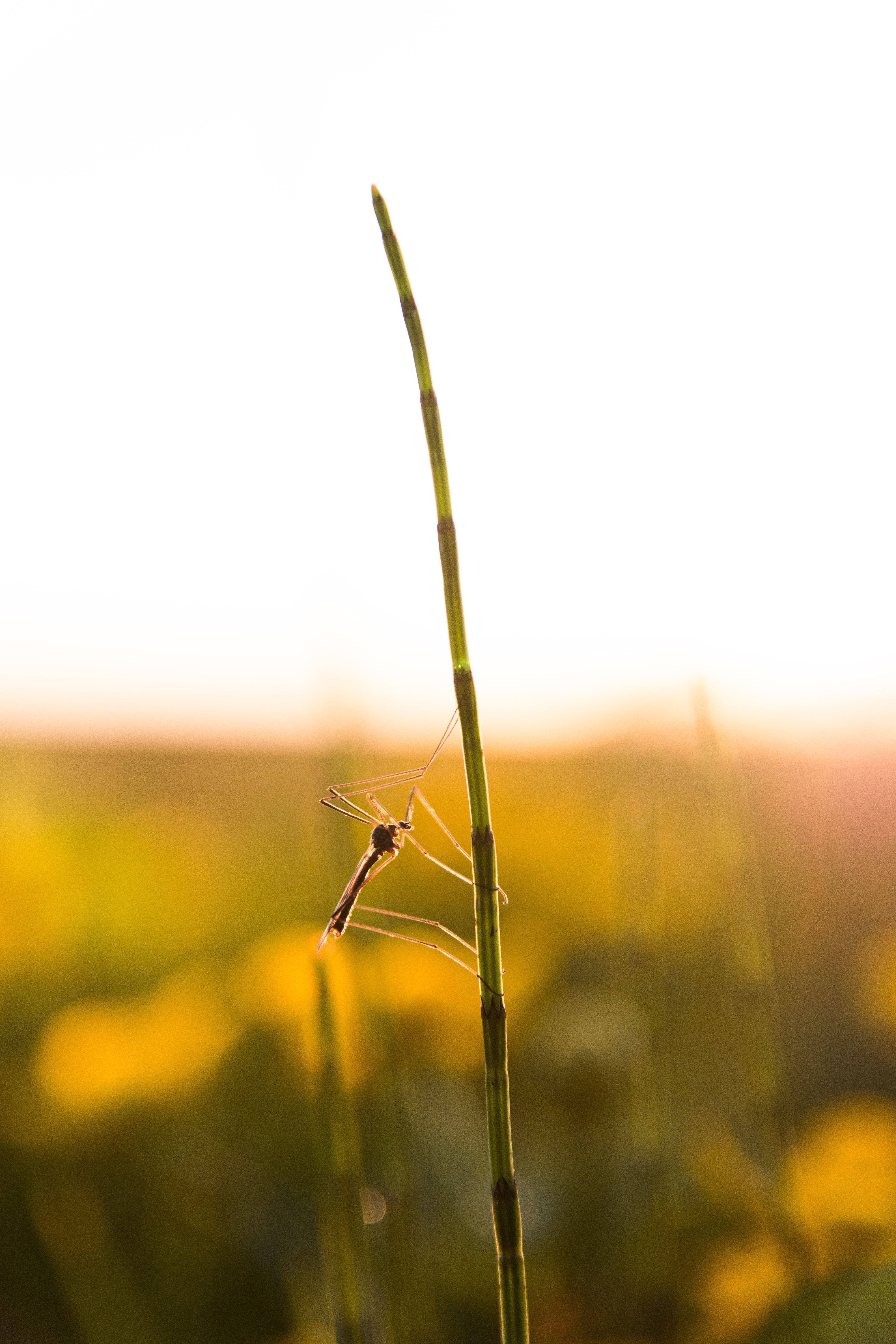 photograph of a mosquito climbing up a blade of grass