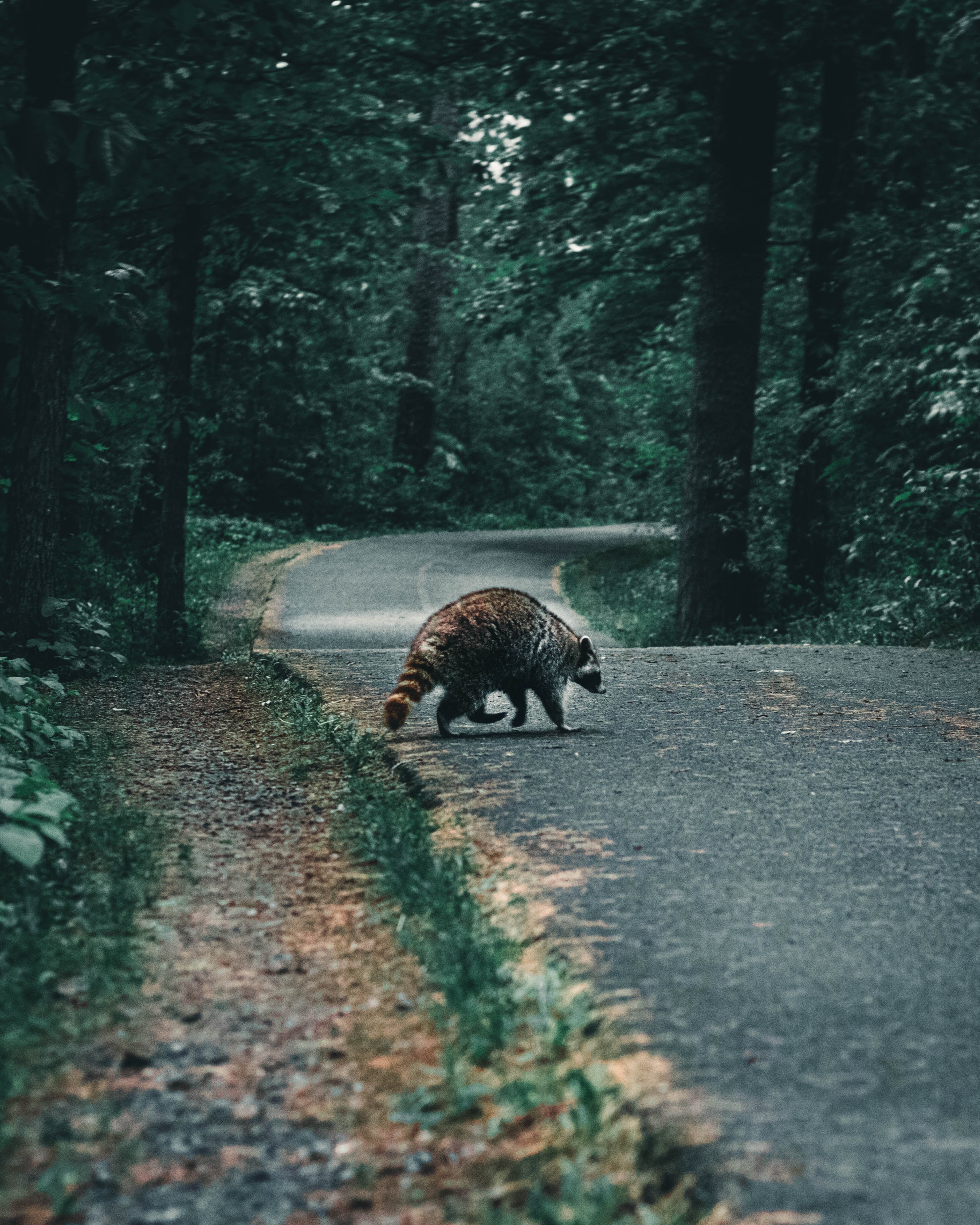 photograph of a racoon crossing the road