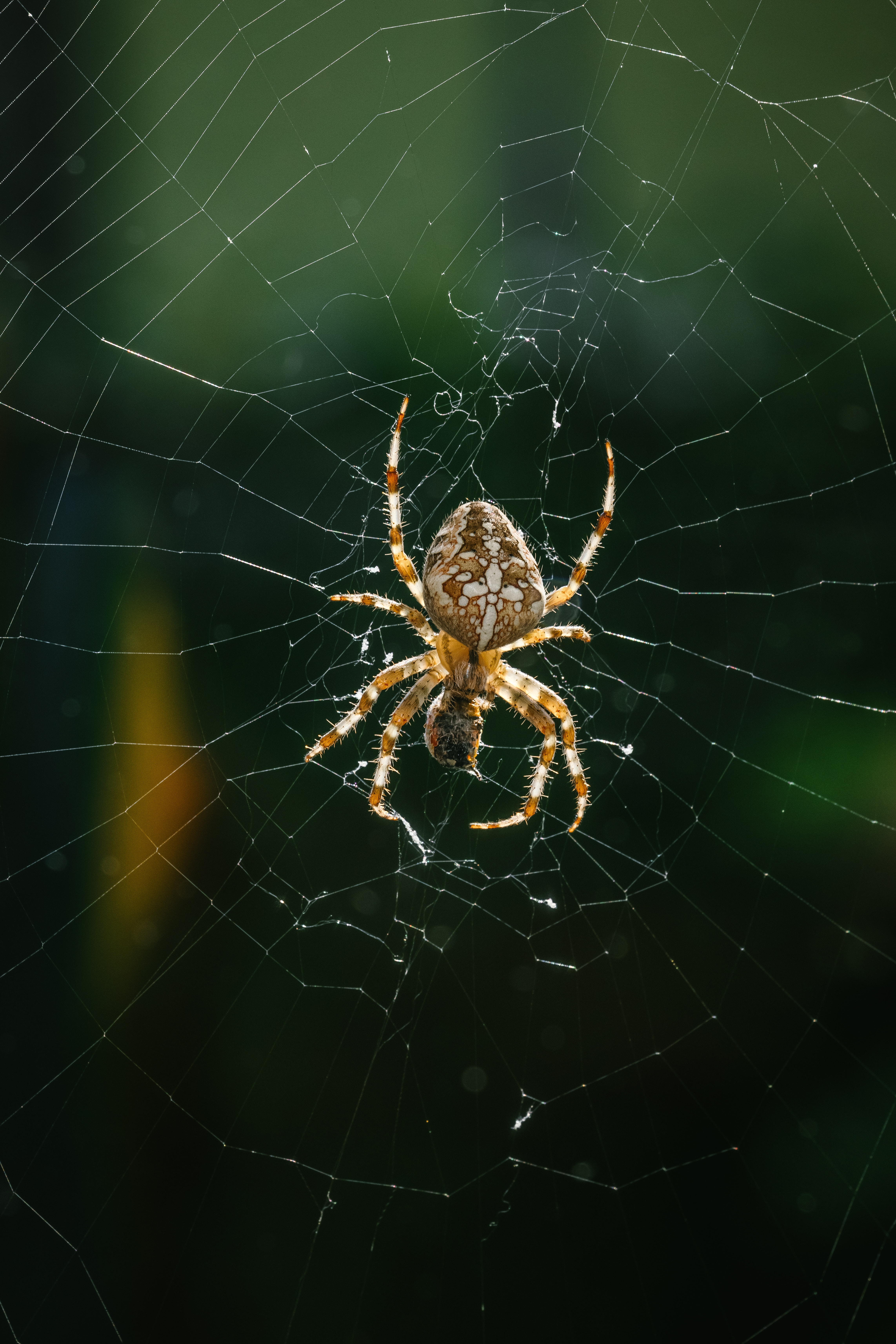 photograph of a spider in a web