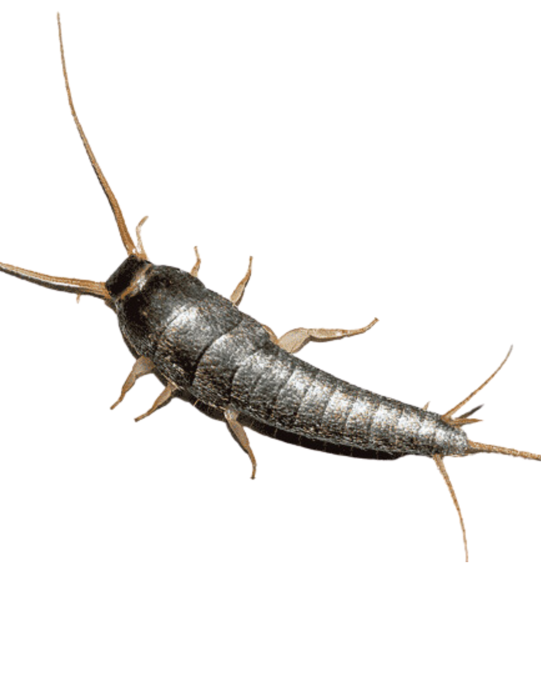 photograph of a silverfish