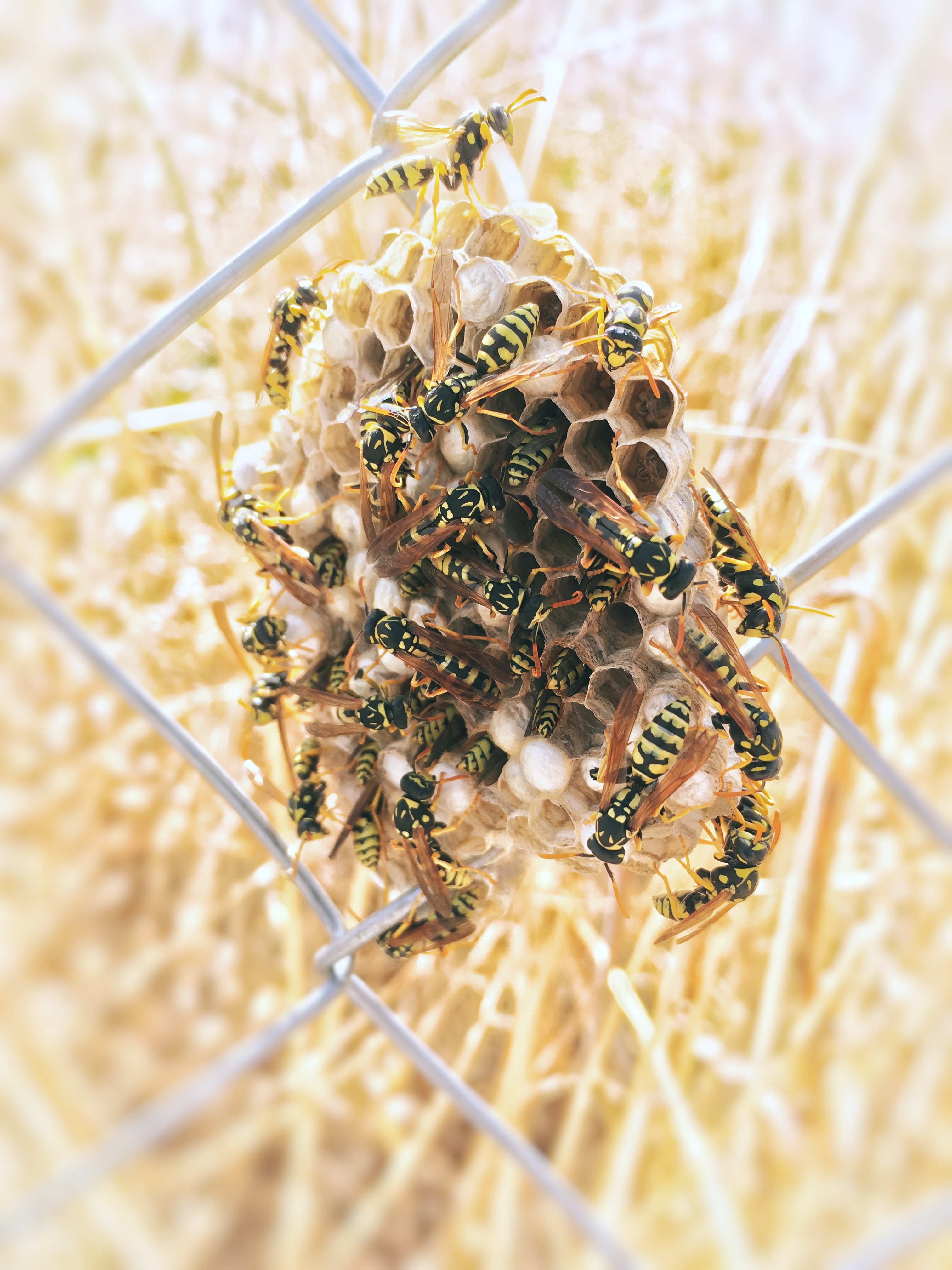 photograph of a wasps nest