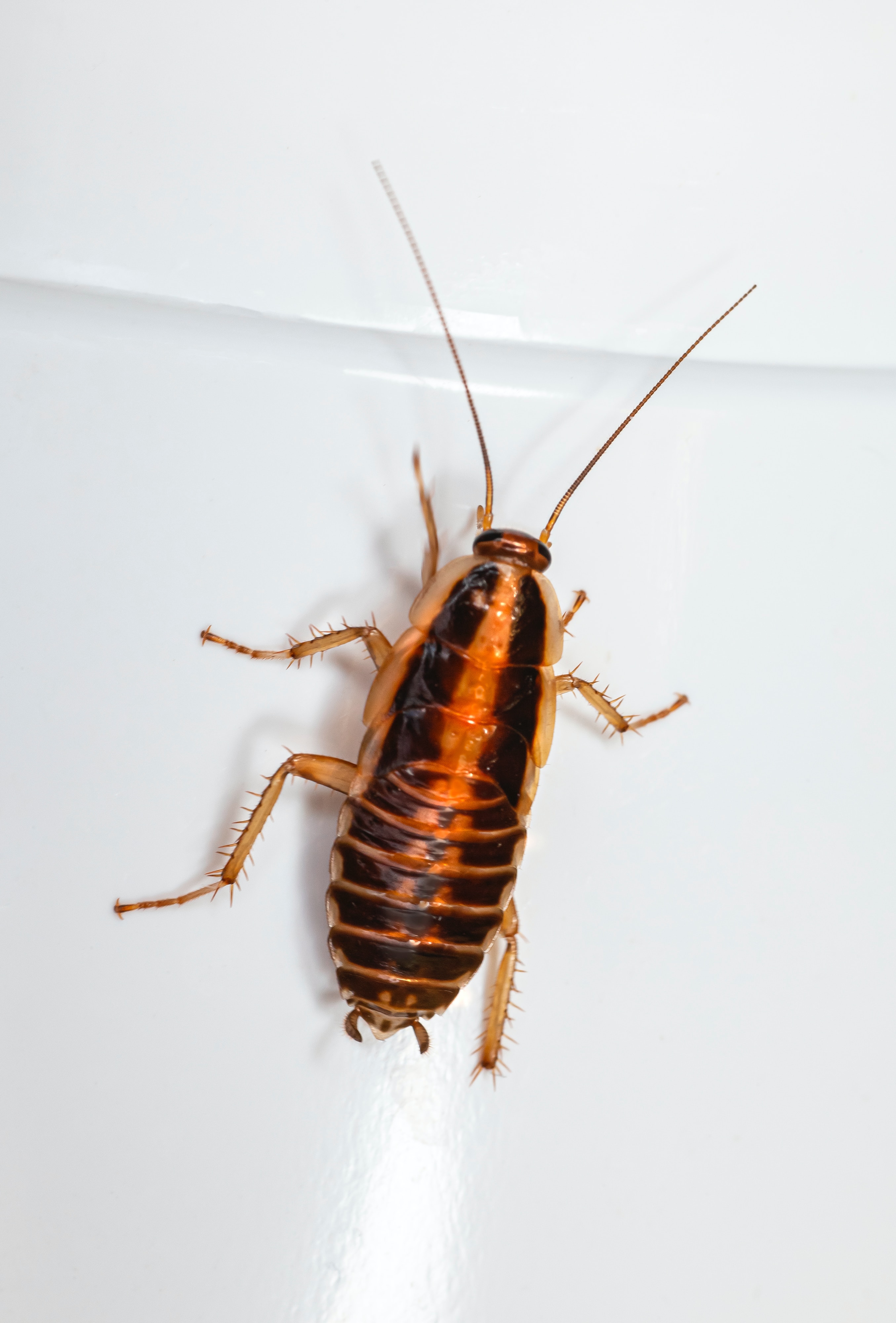 photograph of a cockroach
