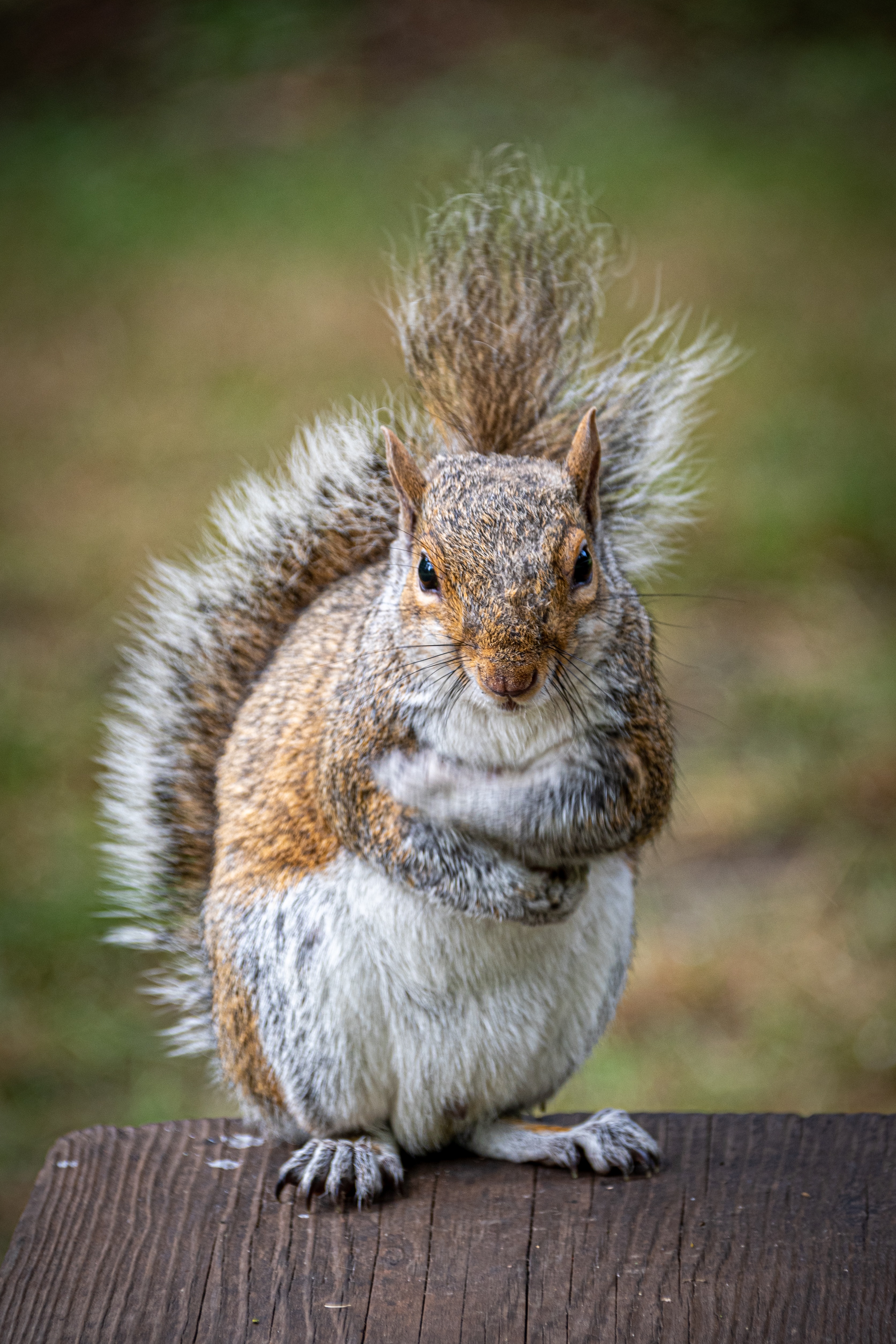 photograph of a squirrel
