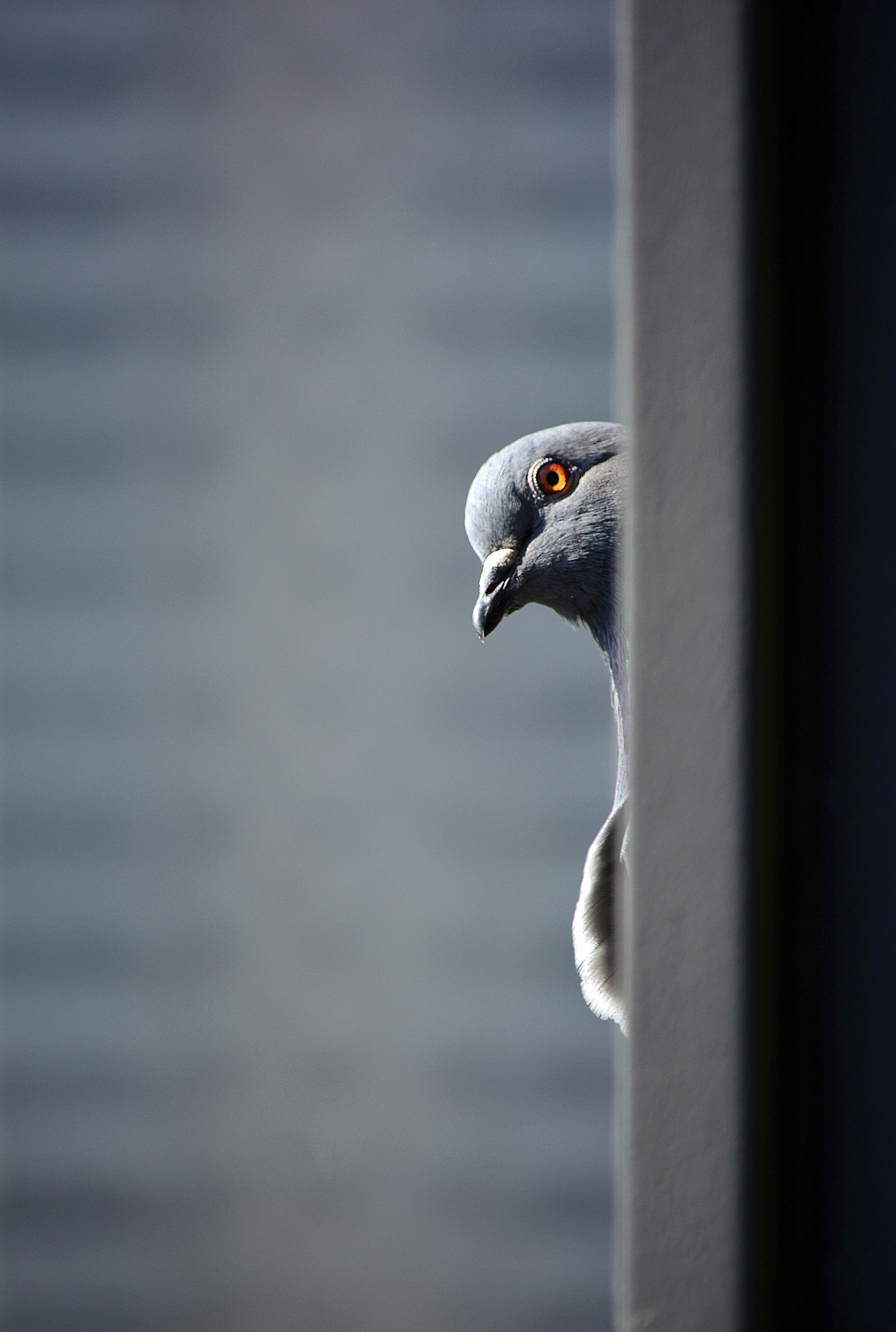 photograph of a bird sat on a fence