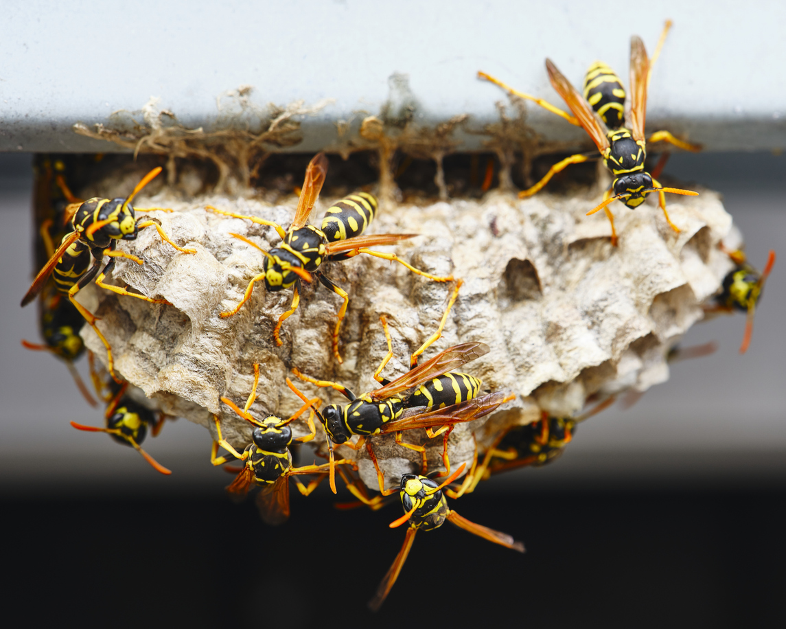Wasp