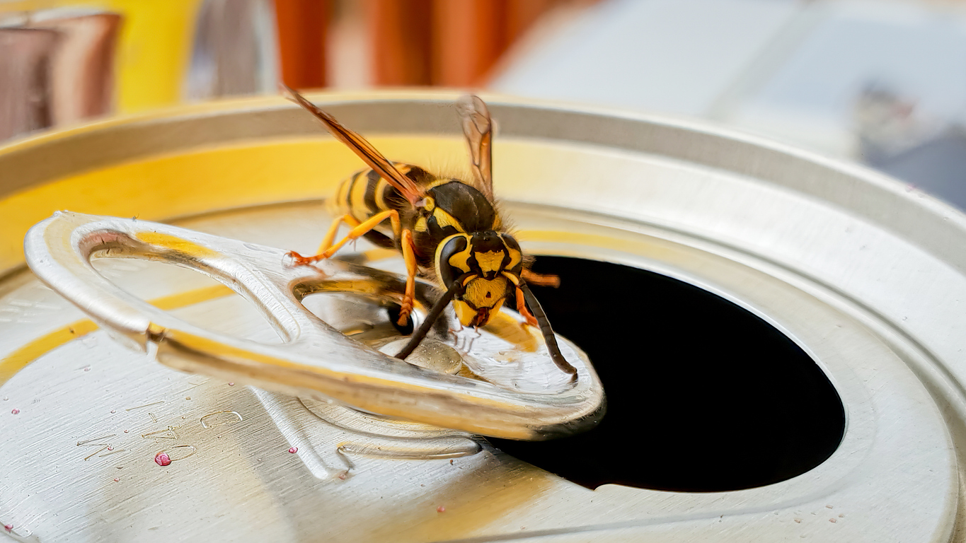 Wasp control