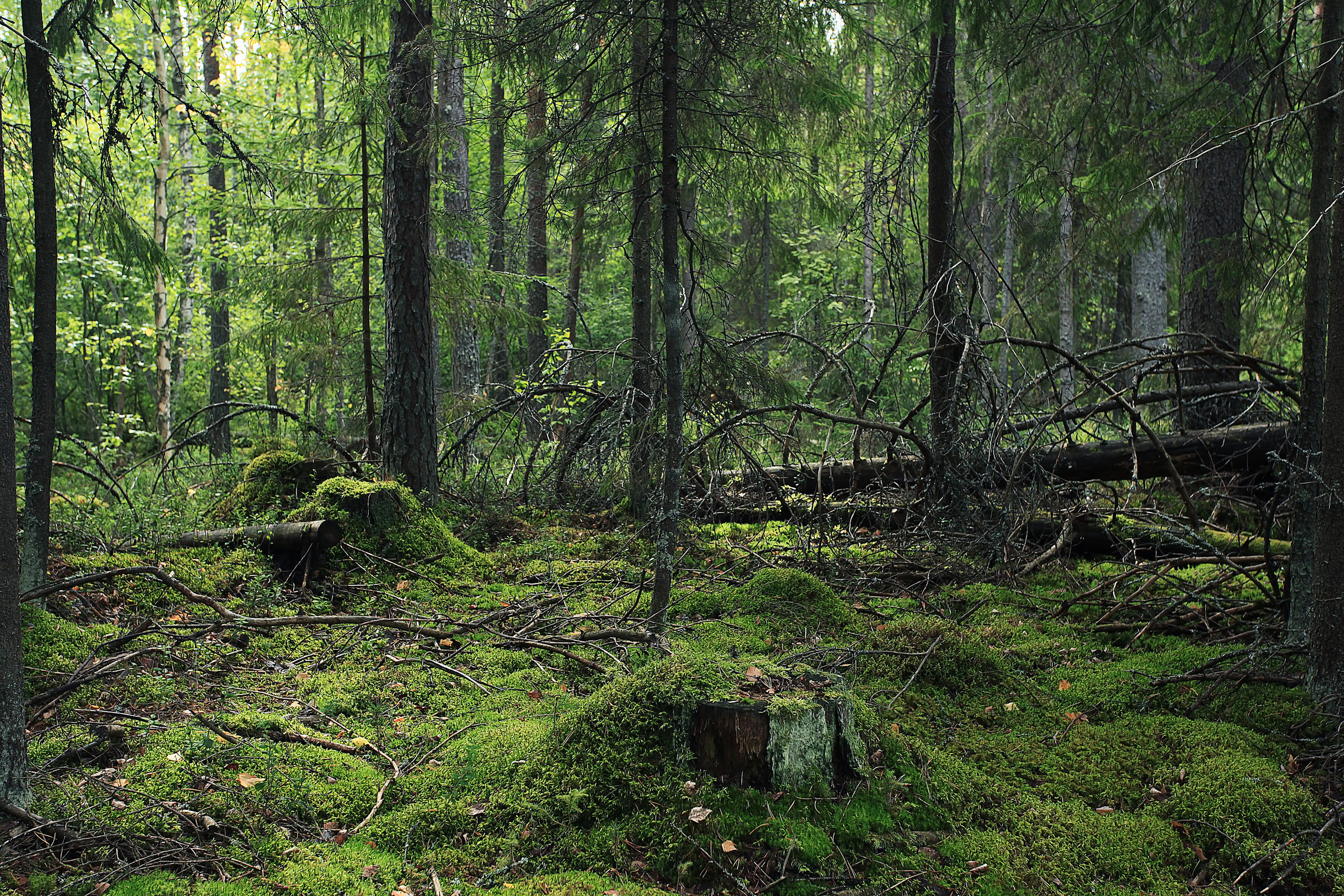 Bosque y selva en zona de operación logística de Vértix de Colombia