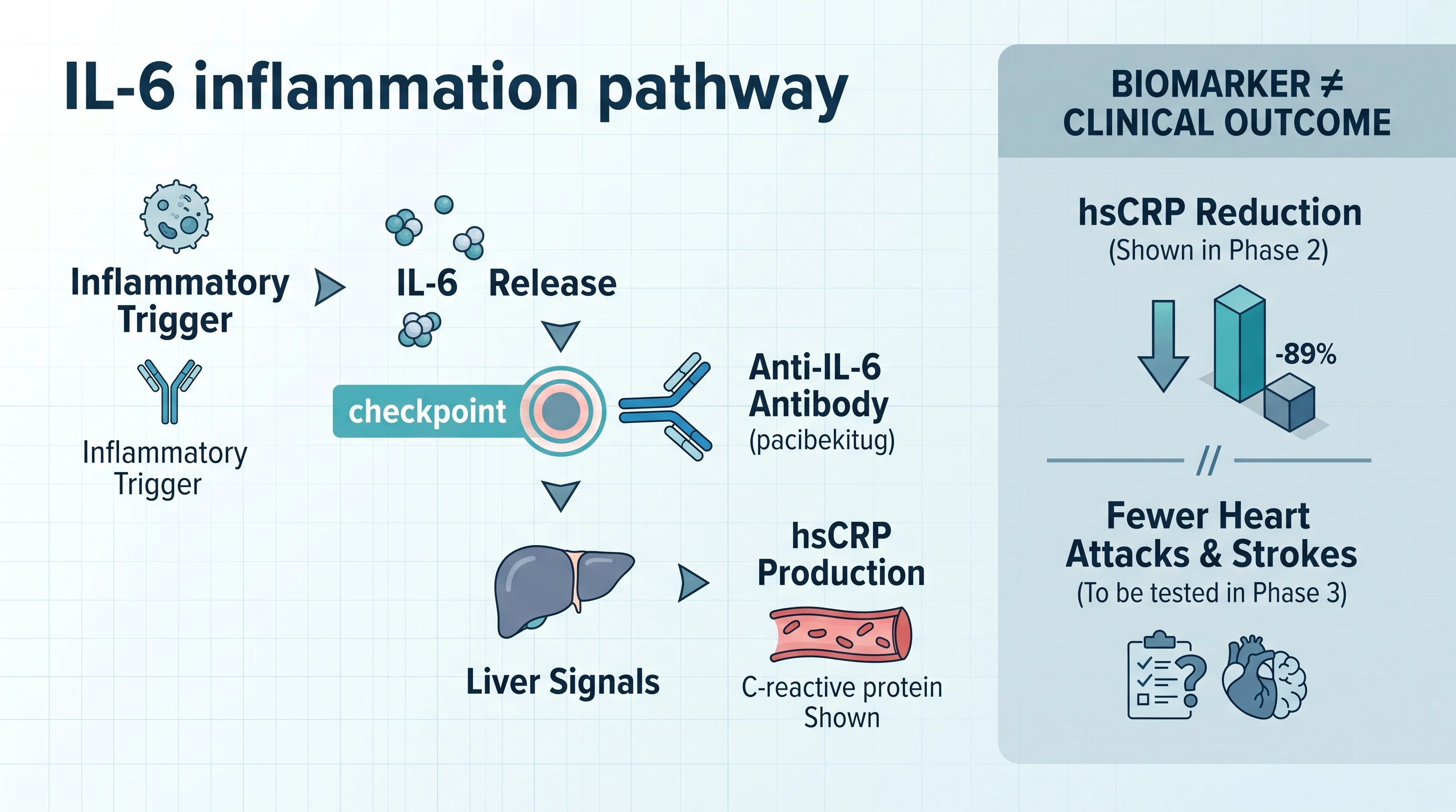 Infographic of the IL-6 to CRP pathway explaining what the interleukin-6 antibody inflammation trial measured versus clinical outcomes. Infographic of the IL-6 to CRP pathway explaining what the interleukin-6 antibody inflammation trial measured versus clinical outcomes.