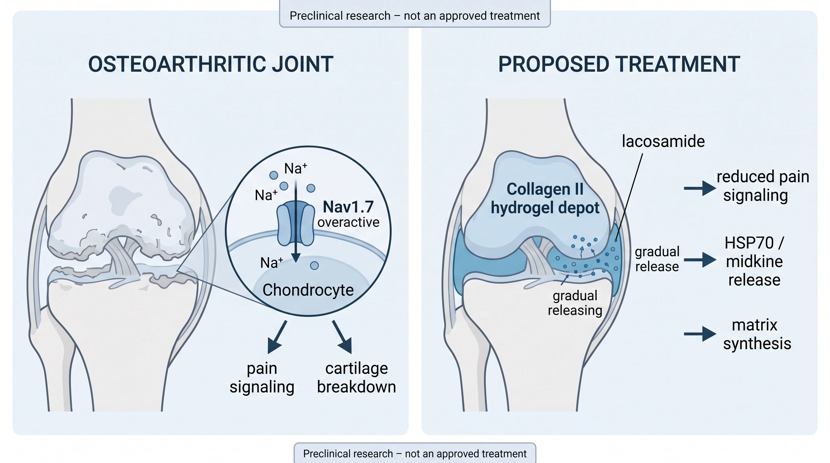 Infographic of the Nav1.7 mechanism and hydrogel delivery studied in preclinical lacosamide osteoarthritis cartilage repair research Infographic of the Nav1.7 mechanism and hydrogel delivery studied in preclinical lacosamide osteoarthritis cartilage repair research