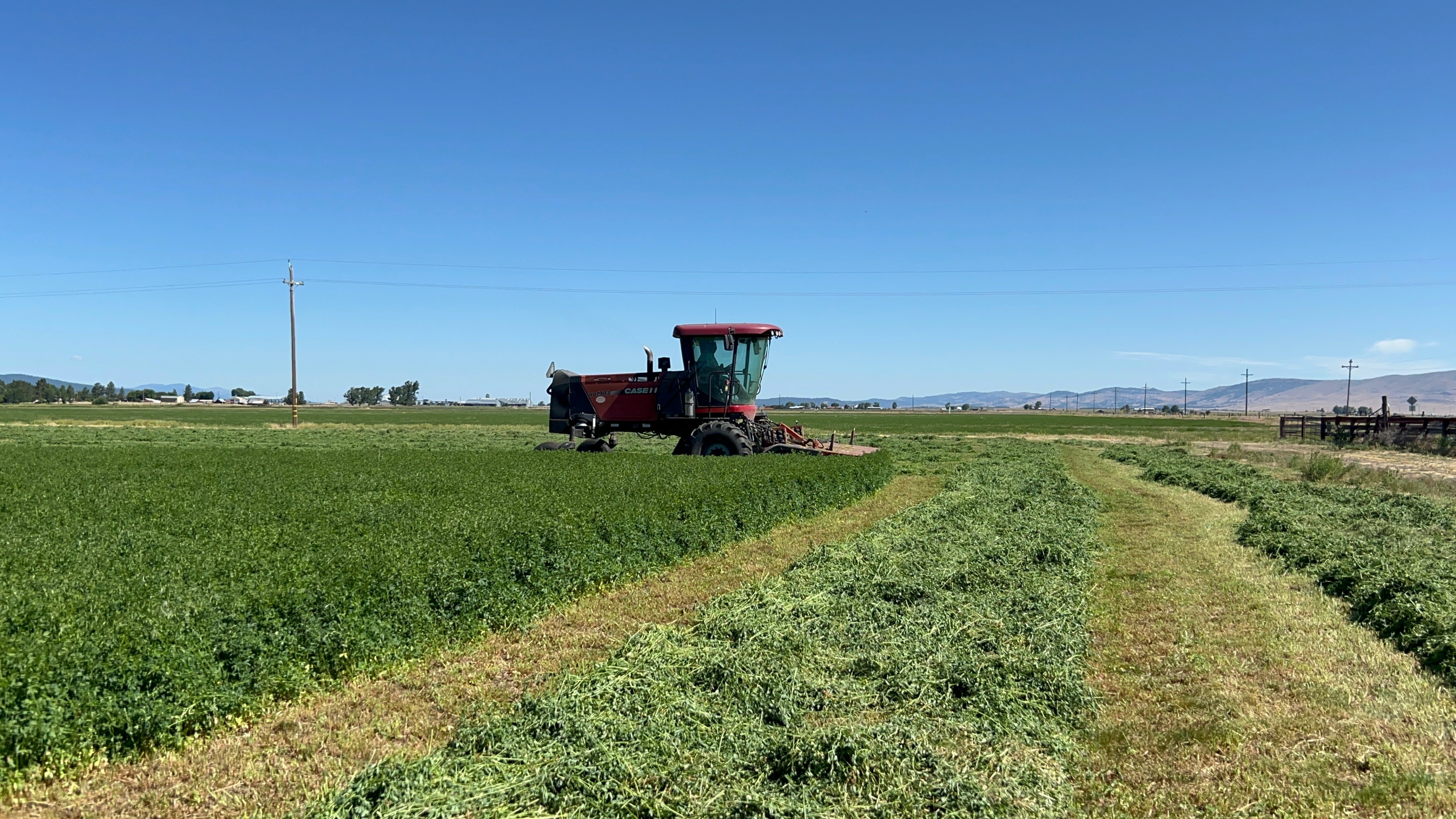 Fresh Alfalfa Cutting